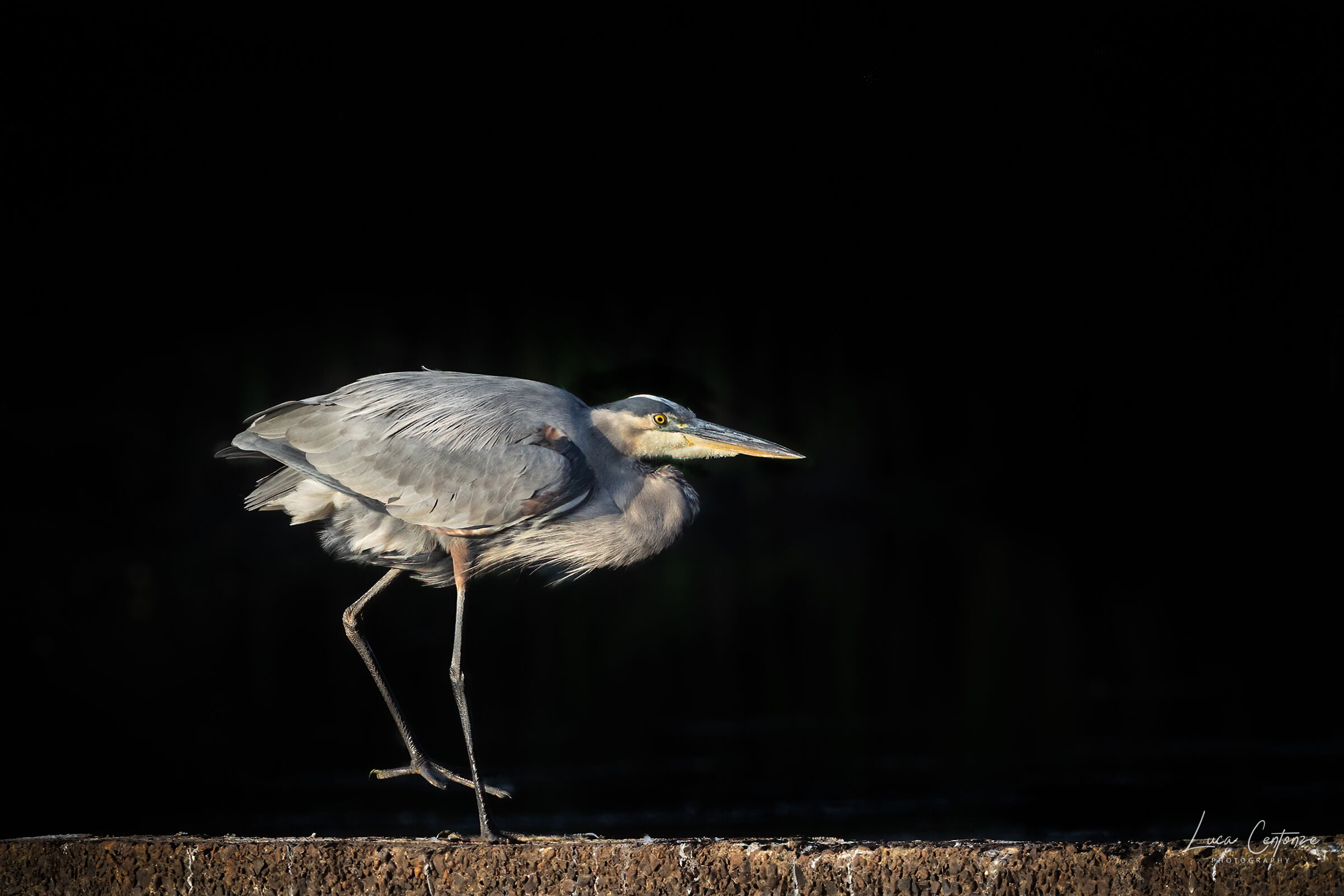 Great Blue Heron (Ardea herodias)