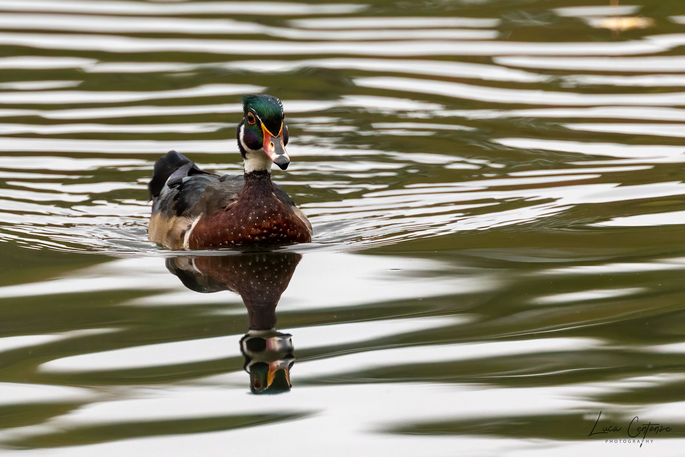 Wood Duck (Aix sponsa)