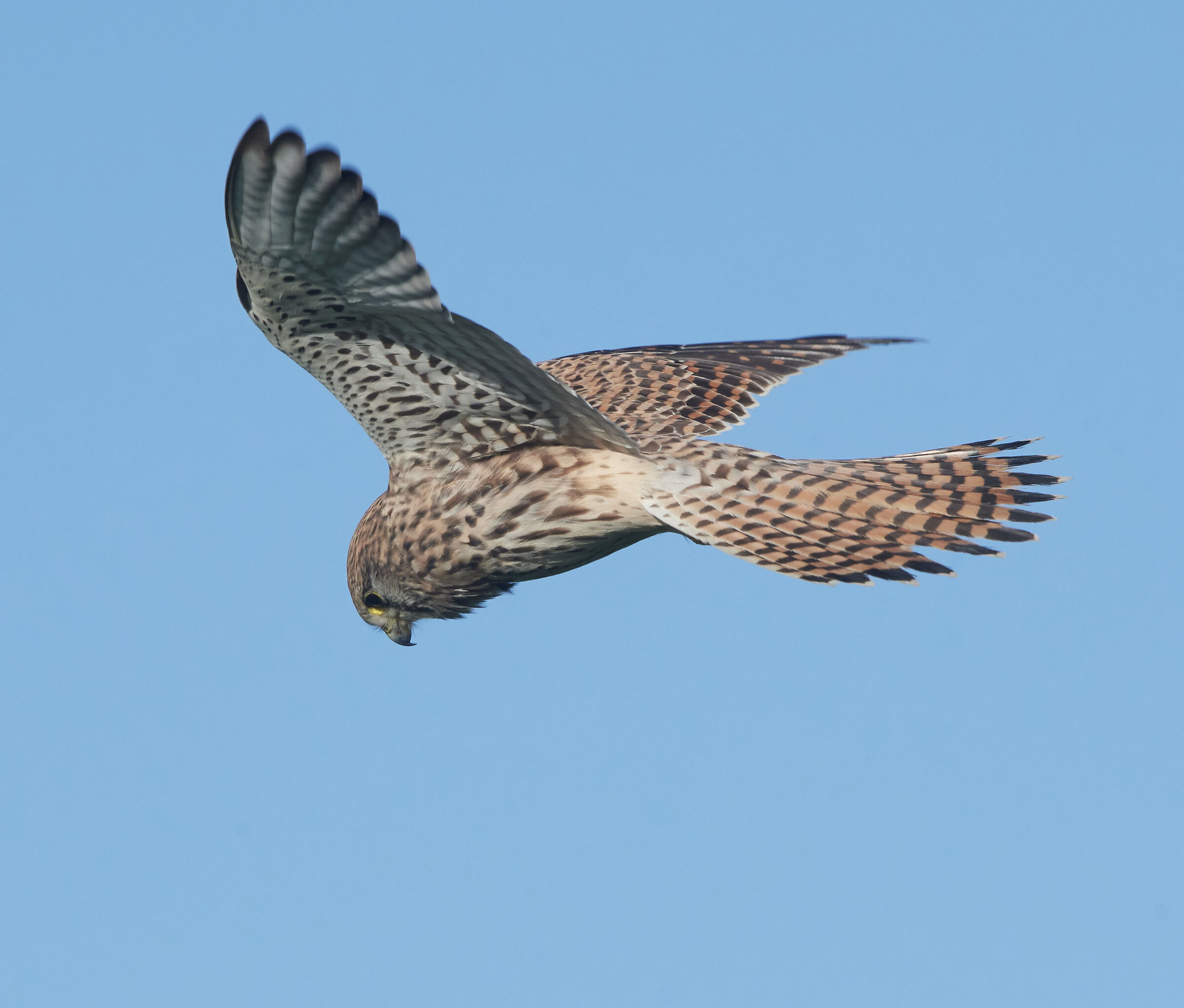 European Kestrel