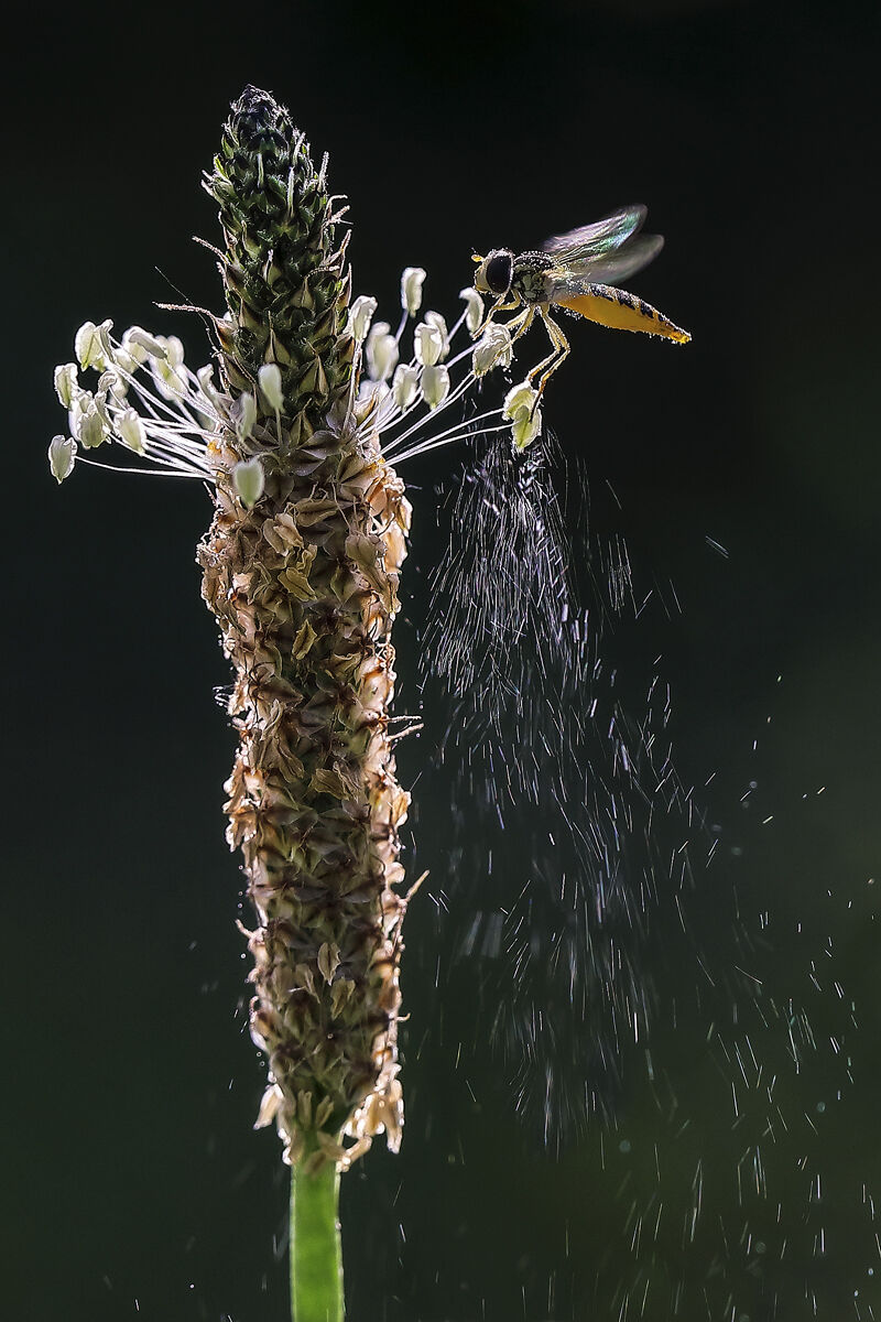 Sirfide su piantaggine