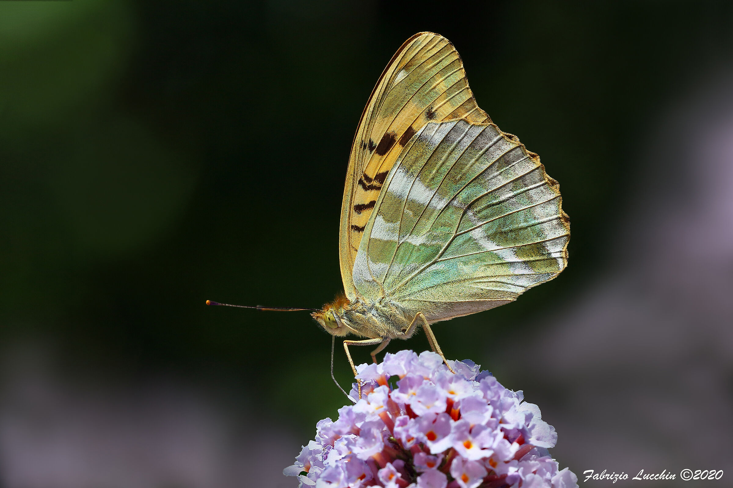 Argynnis paphia (female specimen)