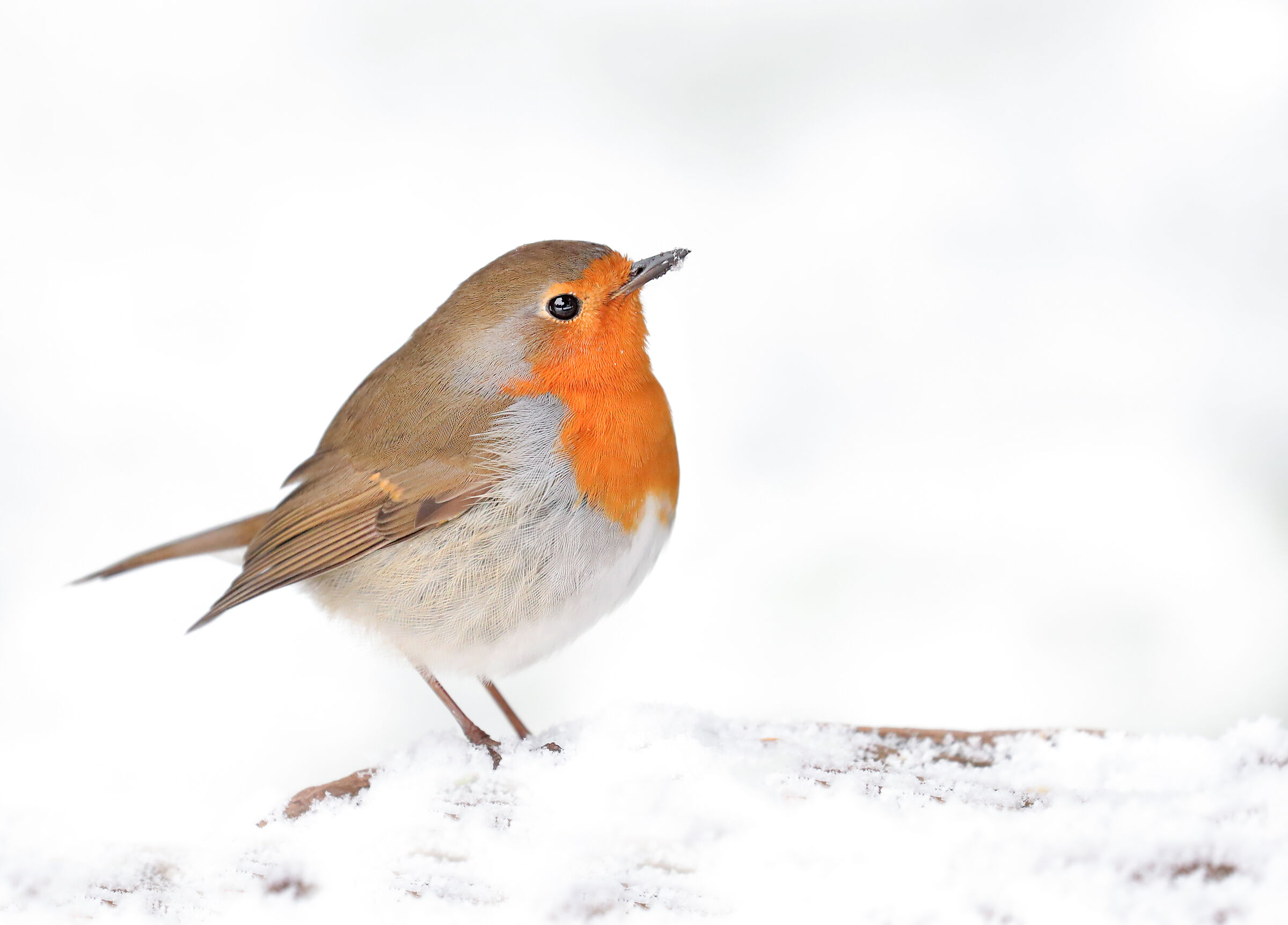 " When the Snow... it's tinged with RED..."