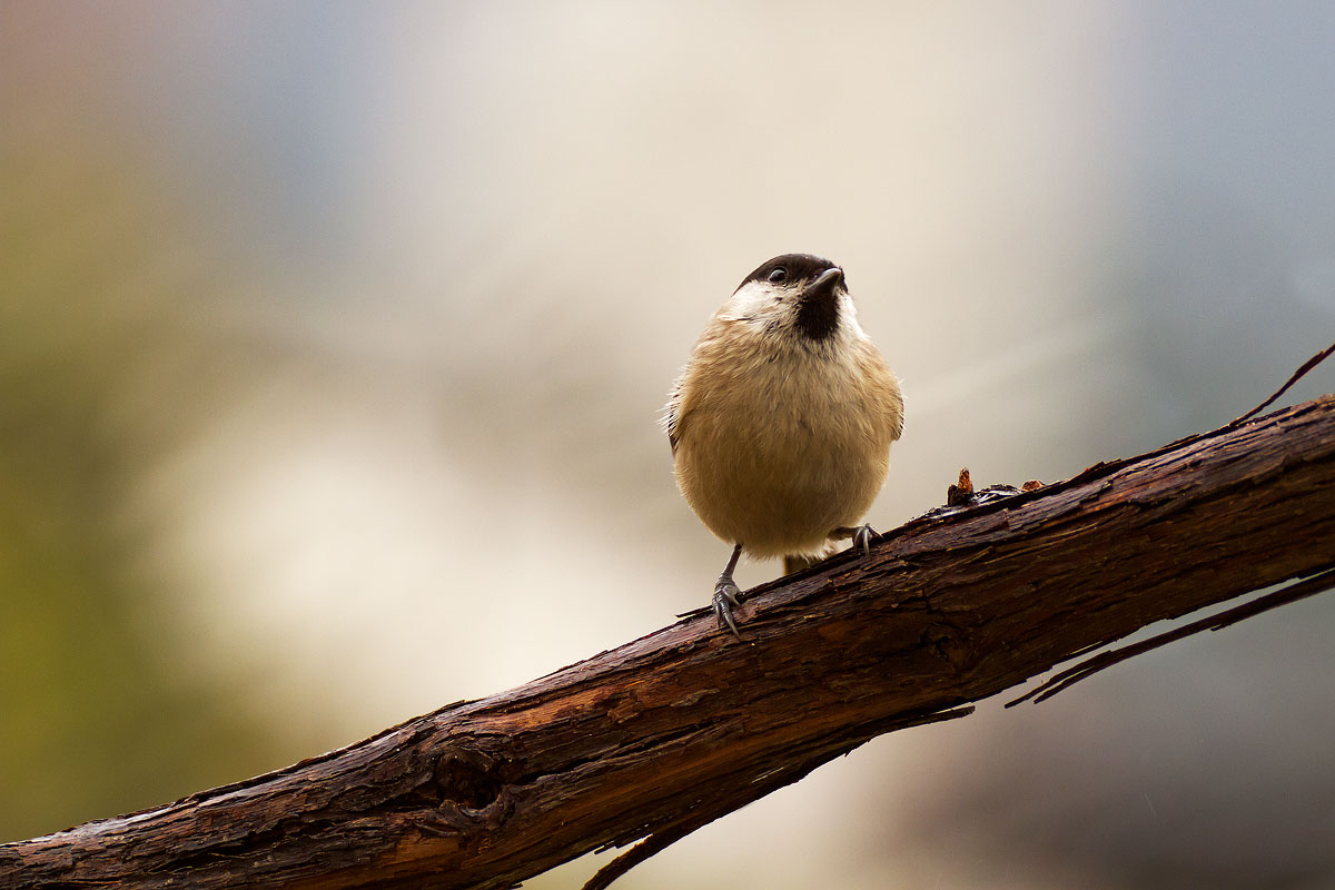marsh tit
