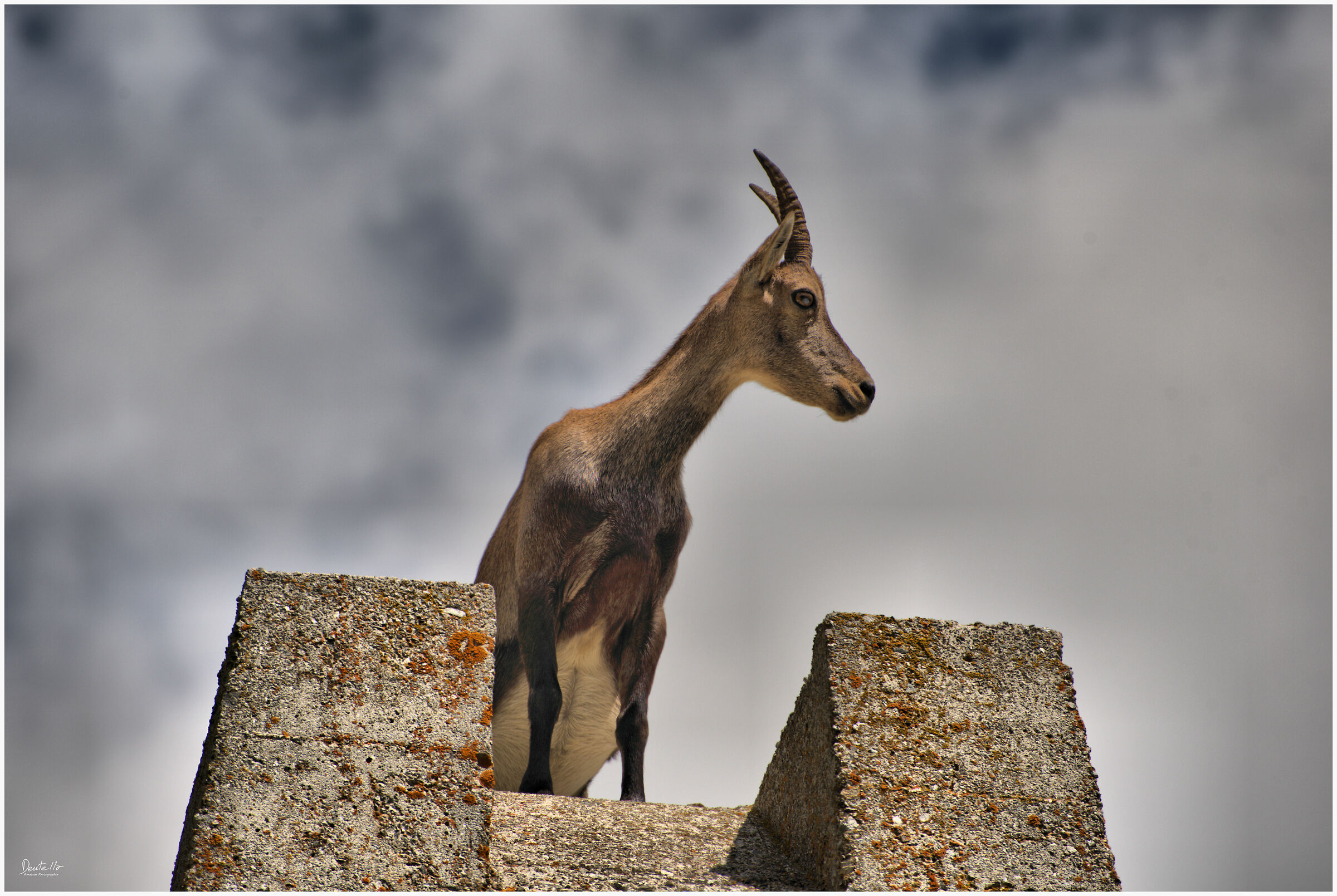 Ibex on the podium...