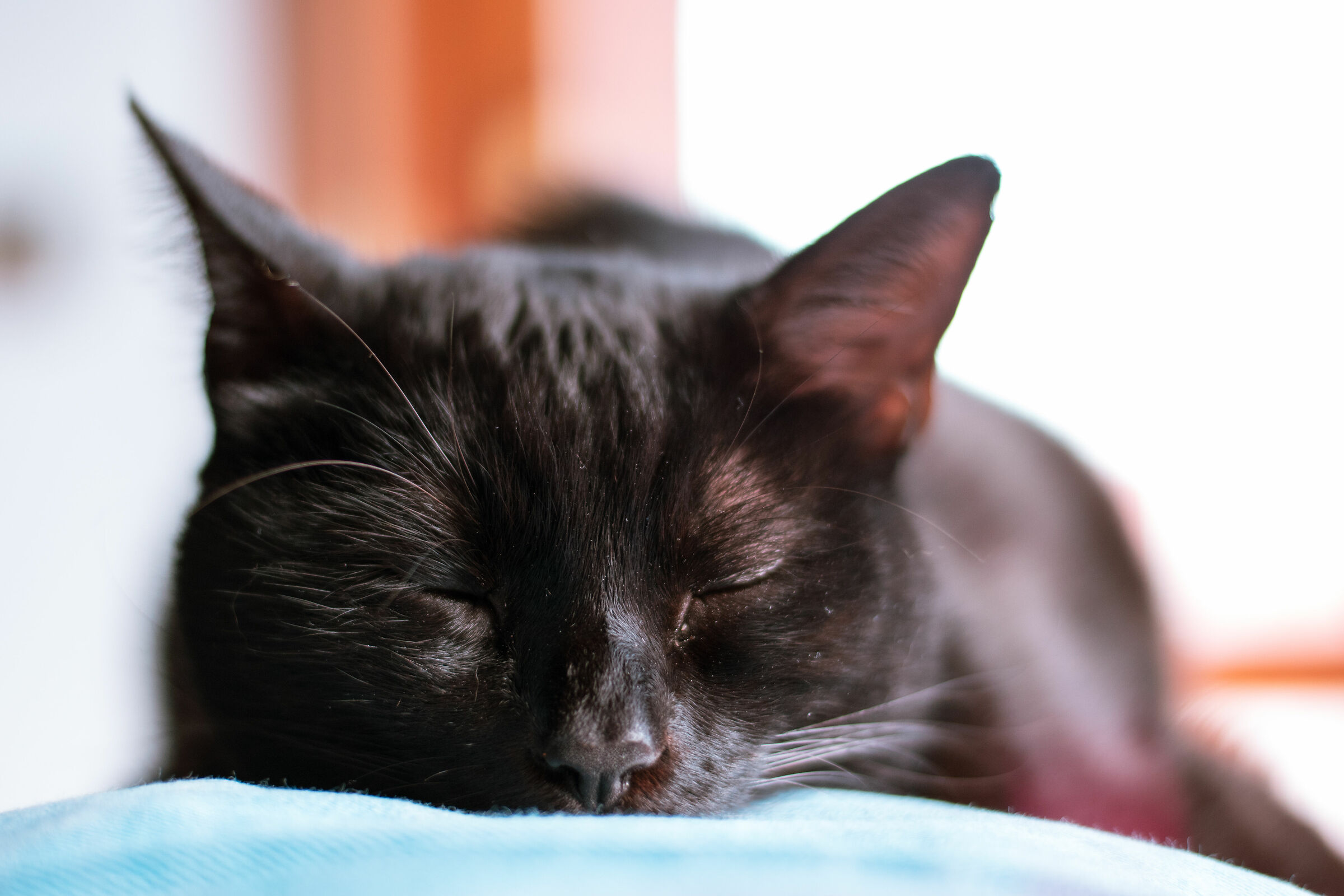 sleeping CAT