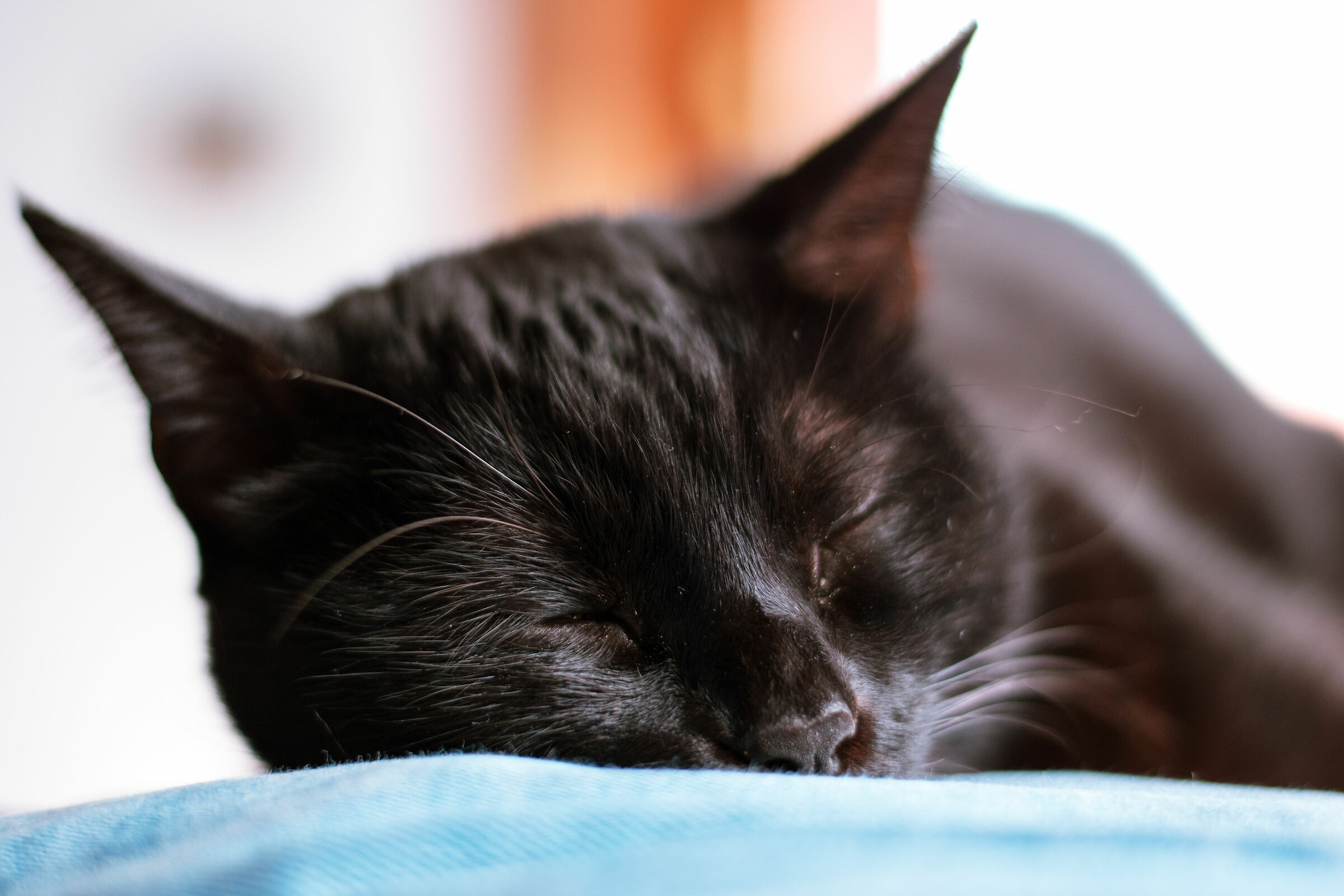 still sleeping cat