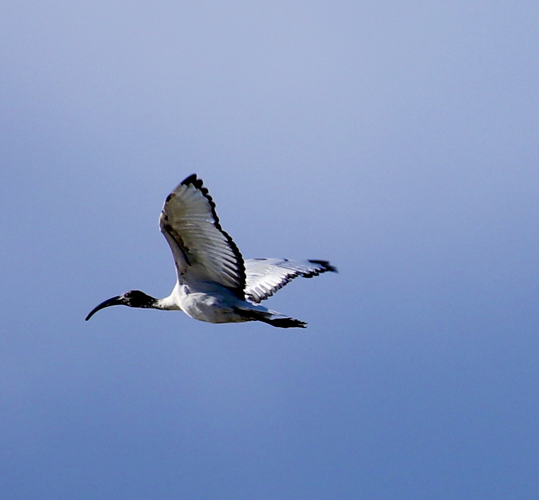 Ibis Sacro in volo.