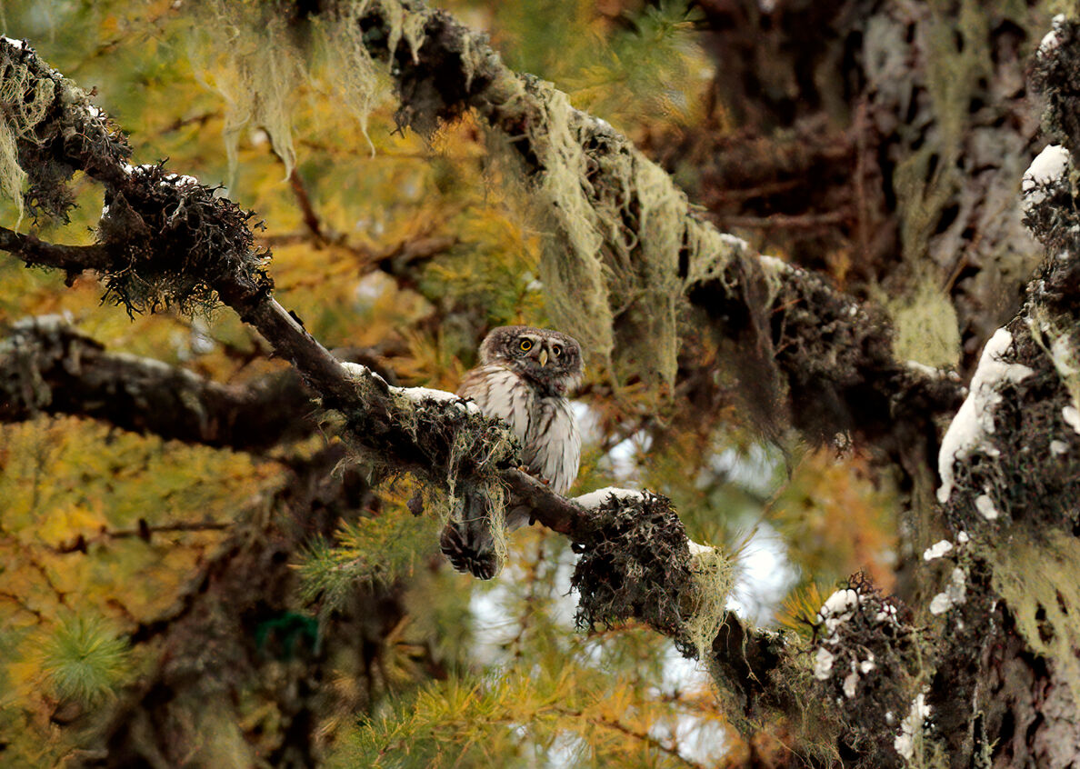 Civetta Nana su larice