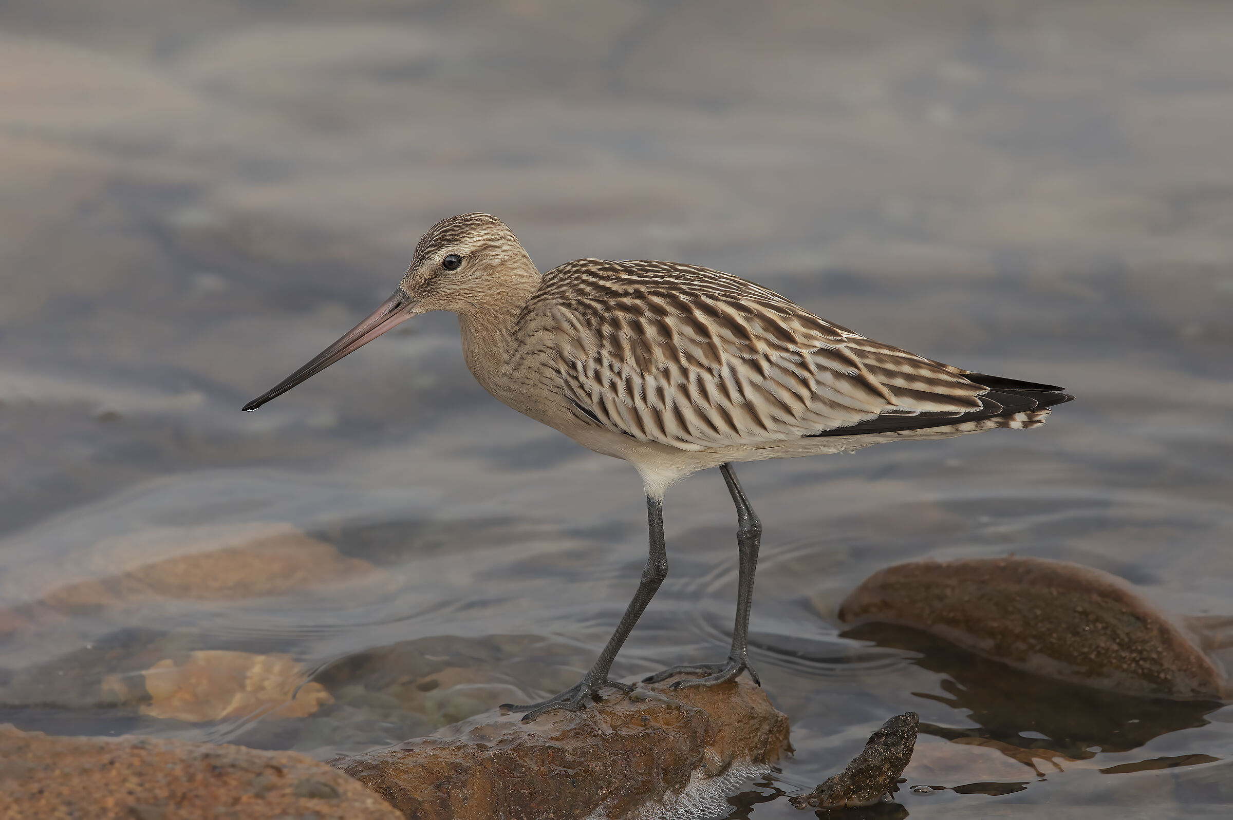picima minor (limosa japonica)