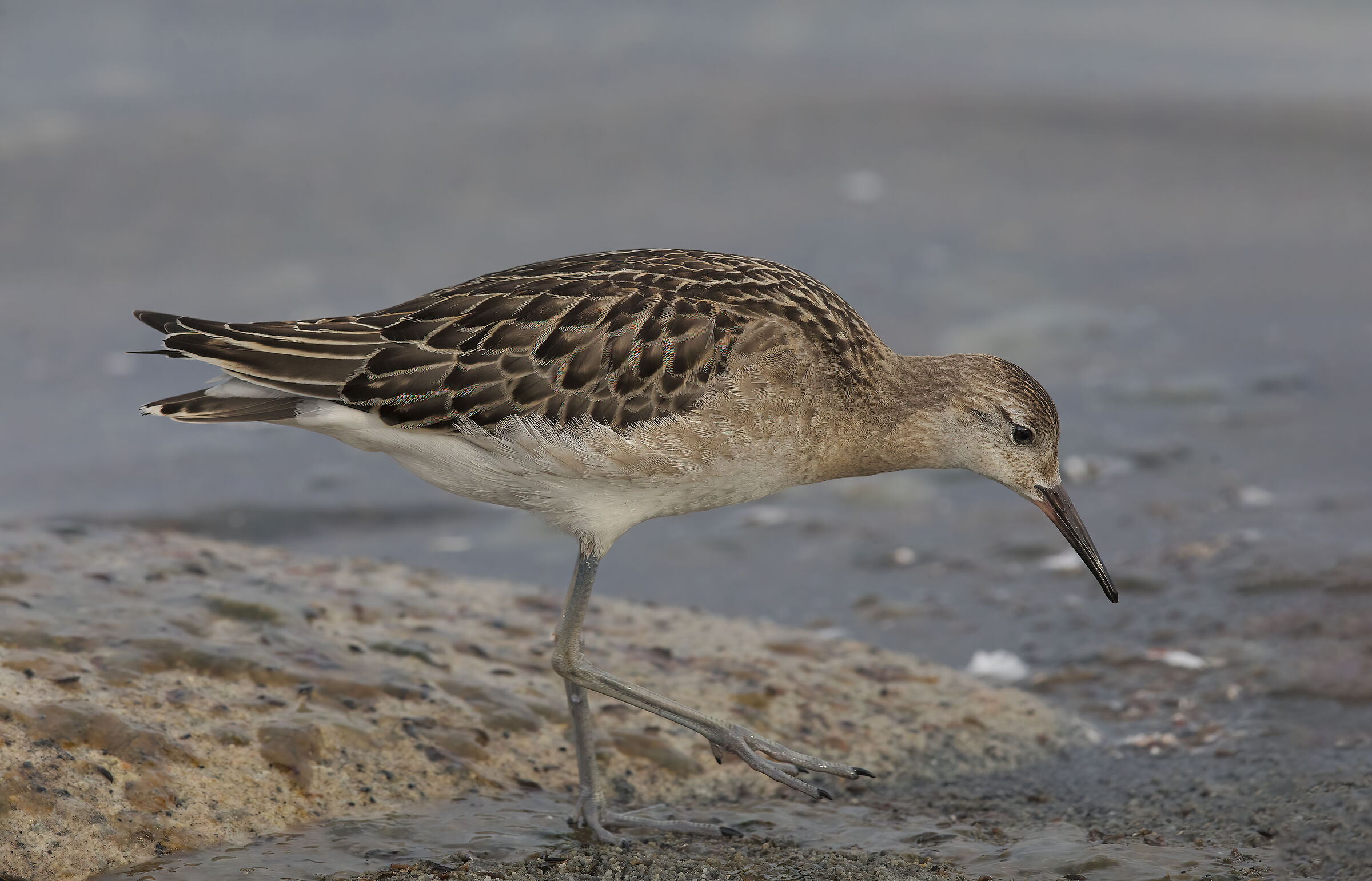fighter (philomachus dagger)