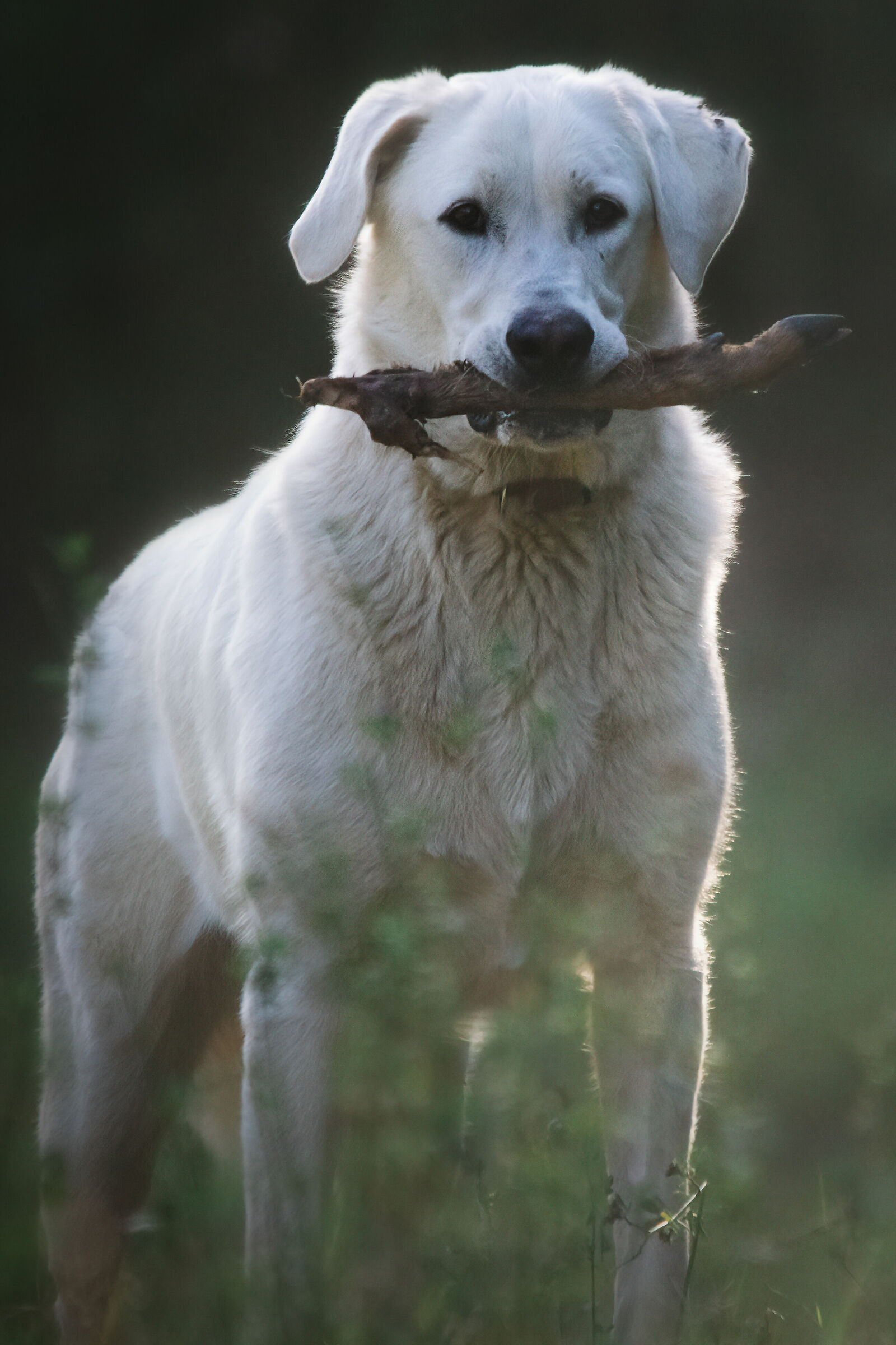 Aspettando l'animale sbagliato