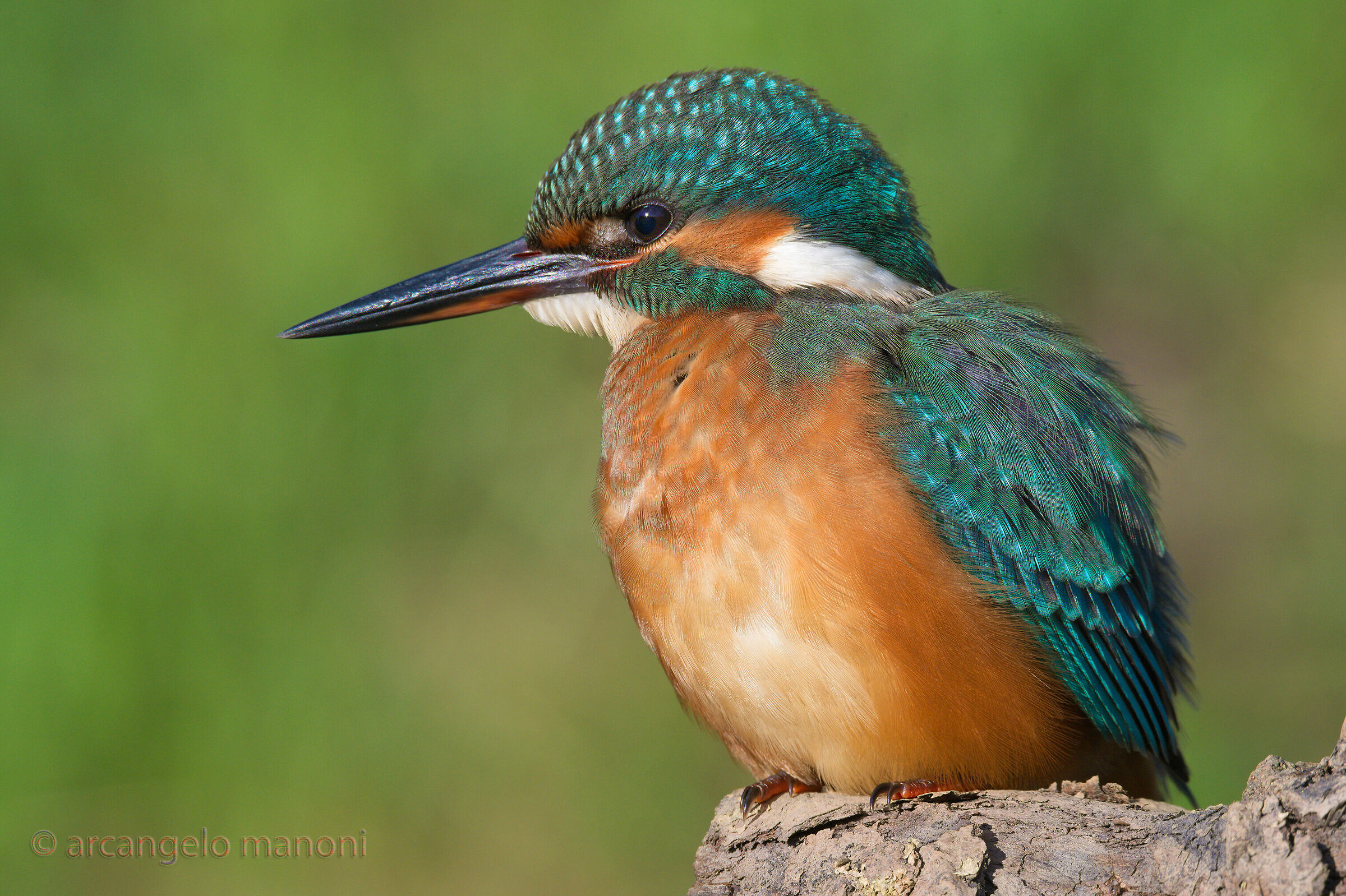 A martina at 2.2 meters.