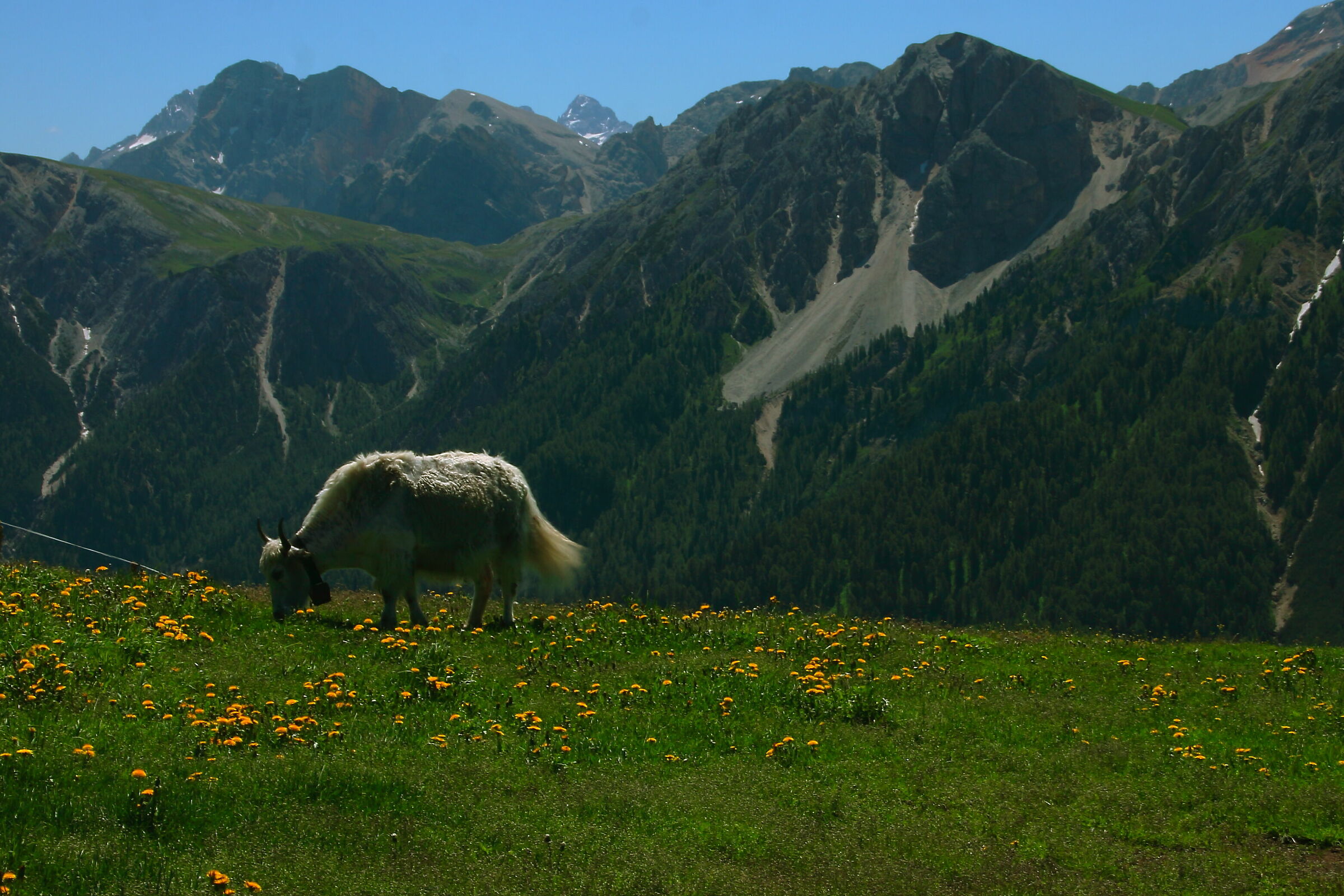 trentino a.a.