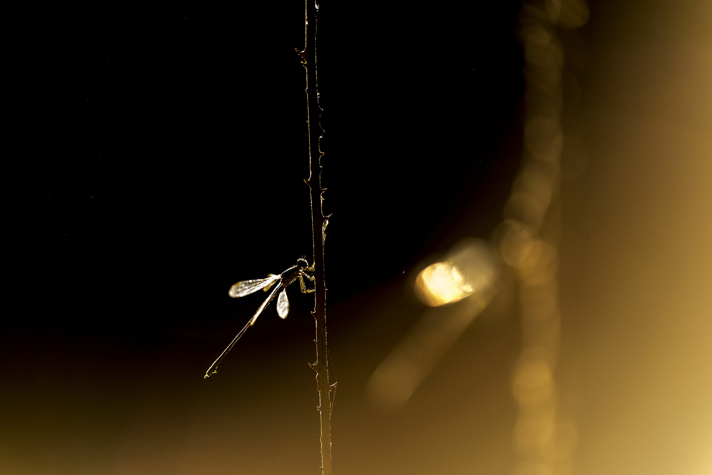 in controluce