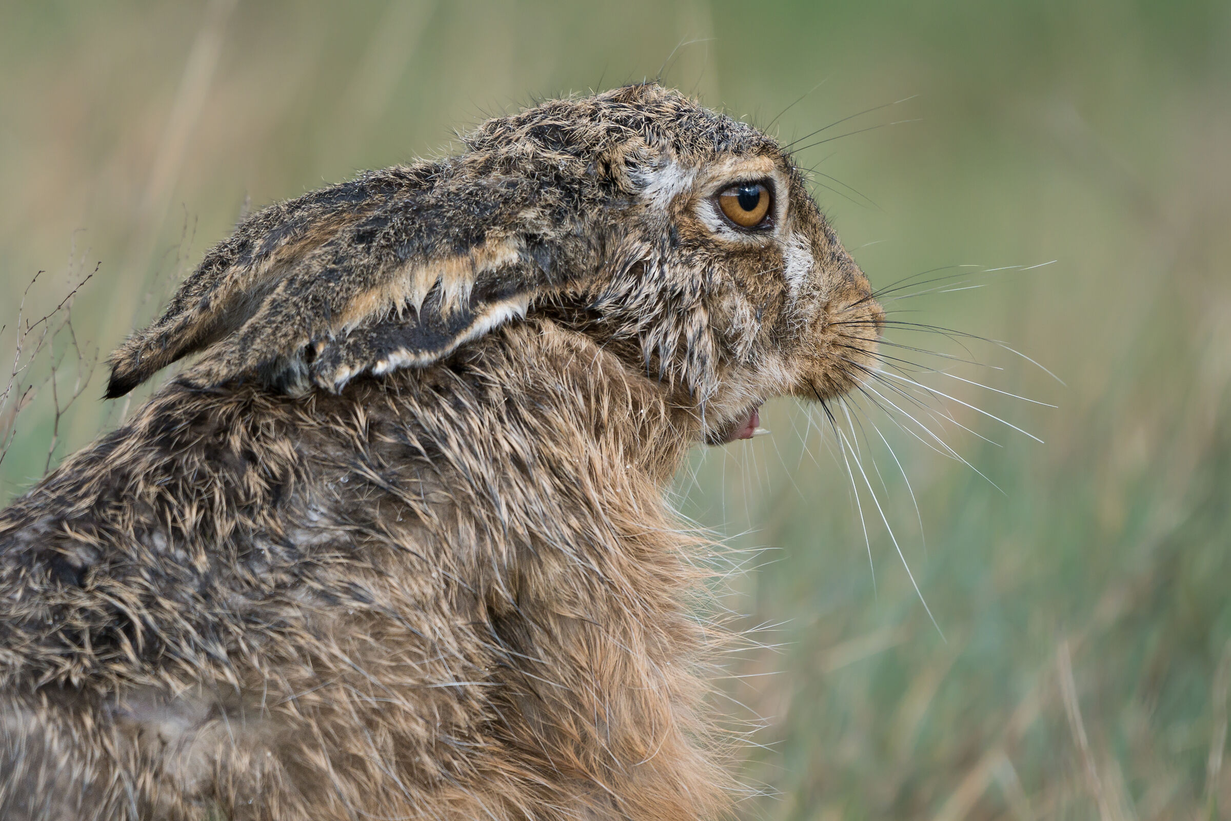 Brown hare (Lepus europaeus)
