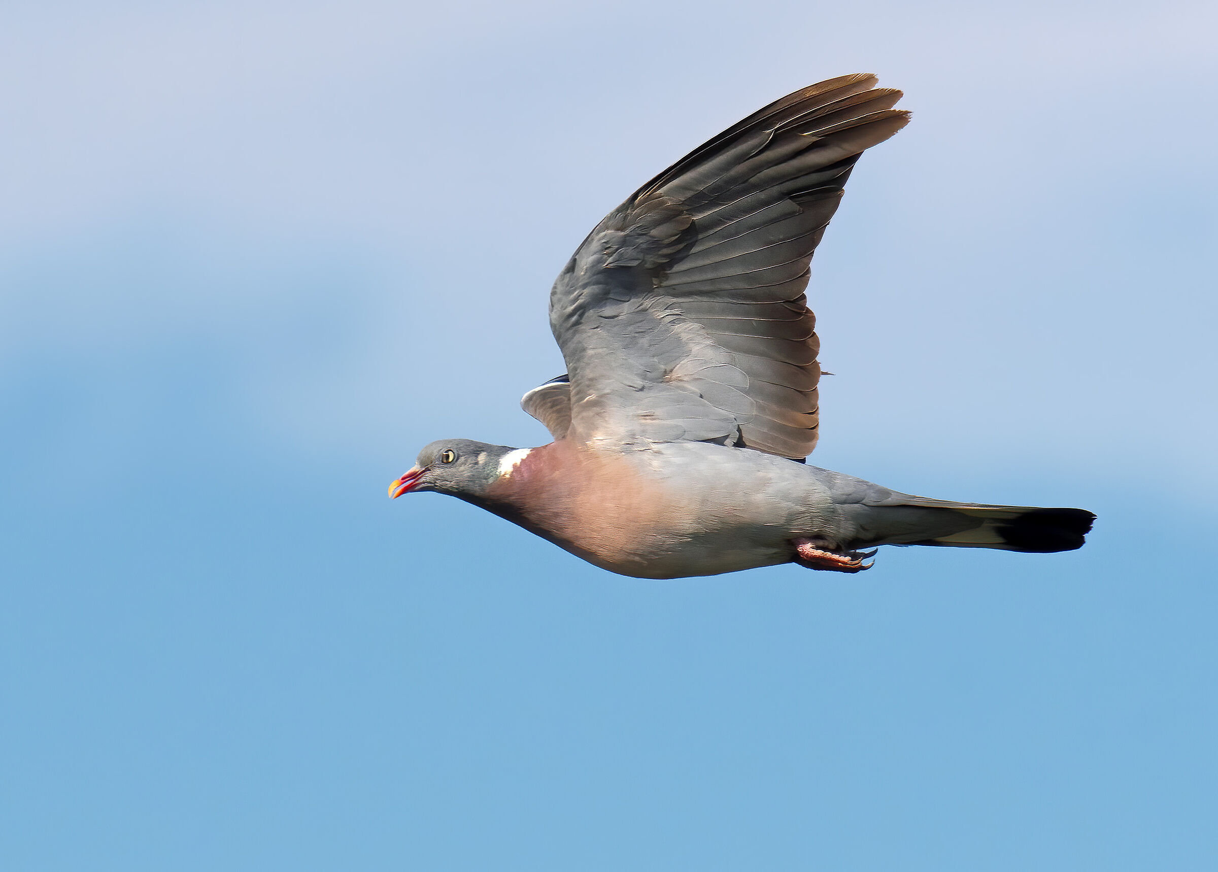 Dove (Columba palumbus)