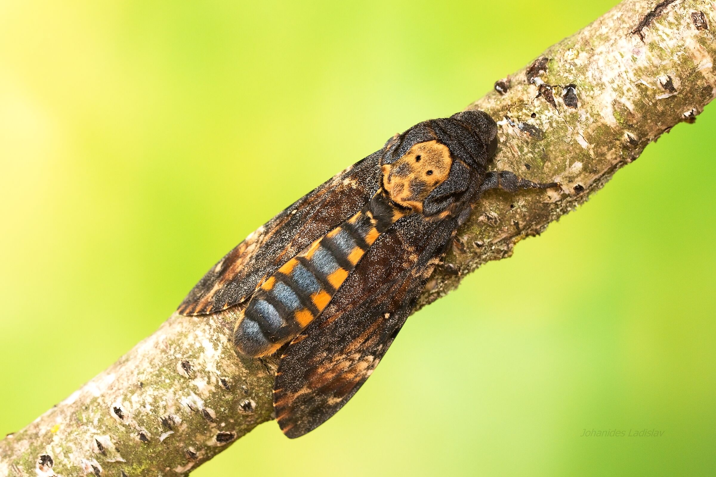 Acherontia atropos