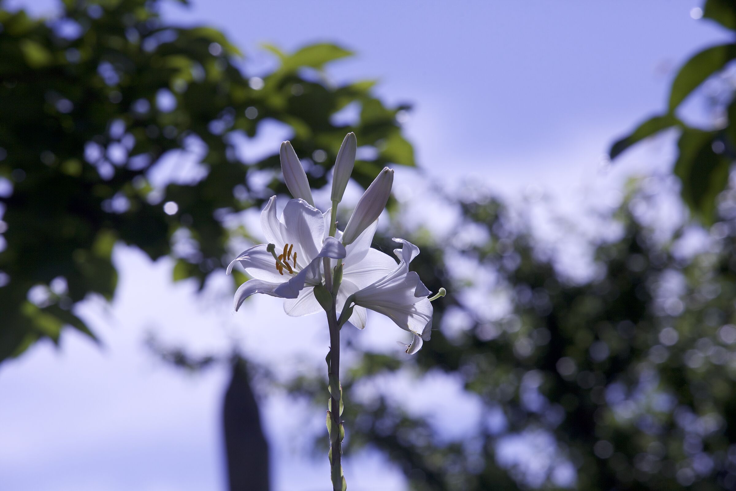 White lily.
