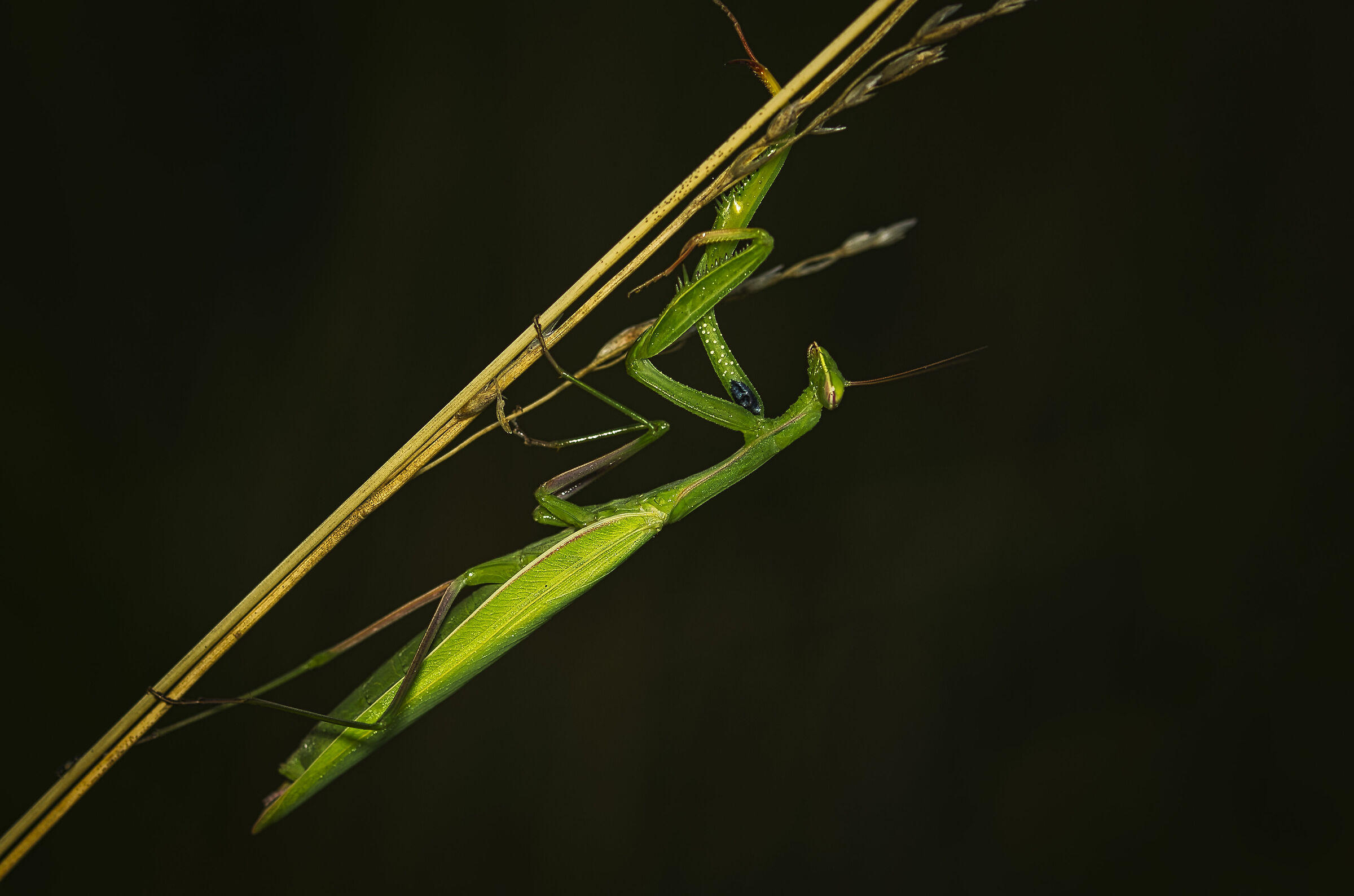 Alla caccia mattutina
