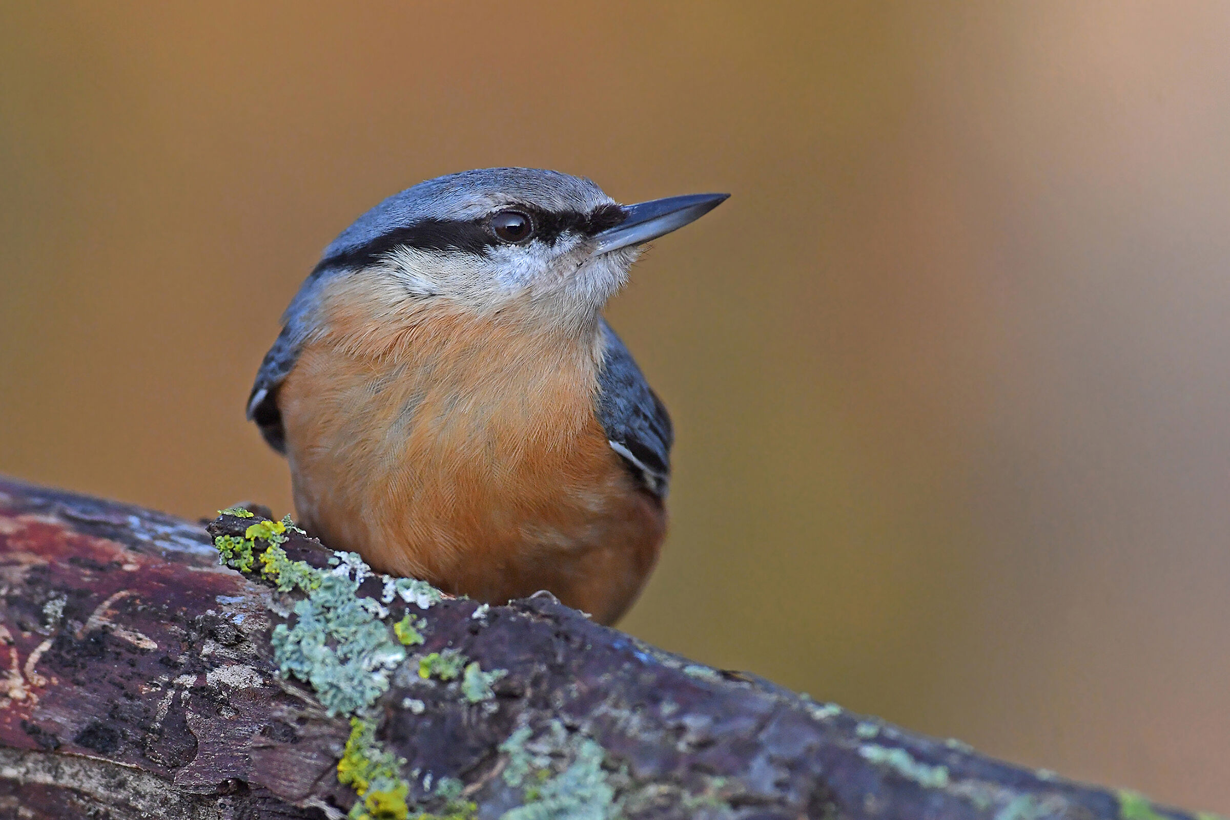 Storie di piume  10  ( Picchio muratore )