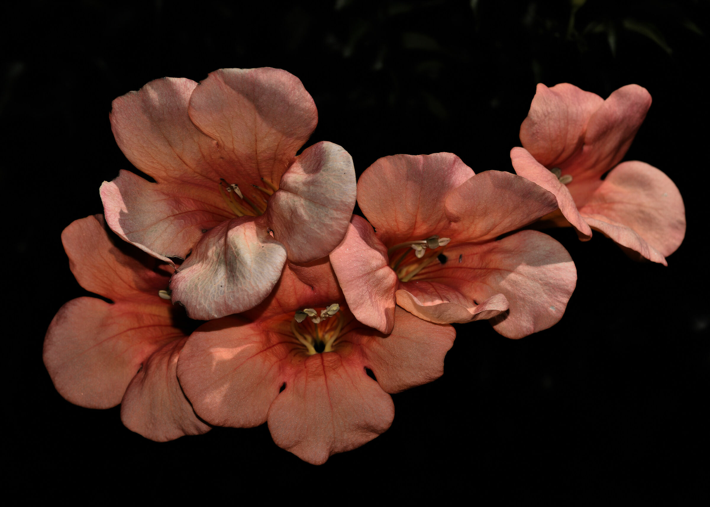 Ultime fioriture estive