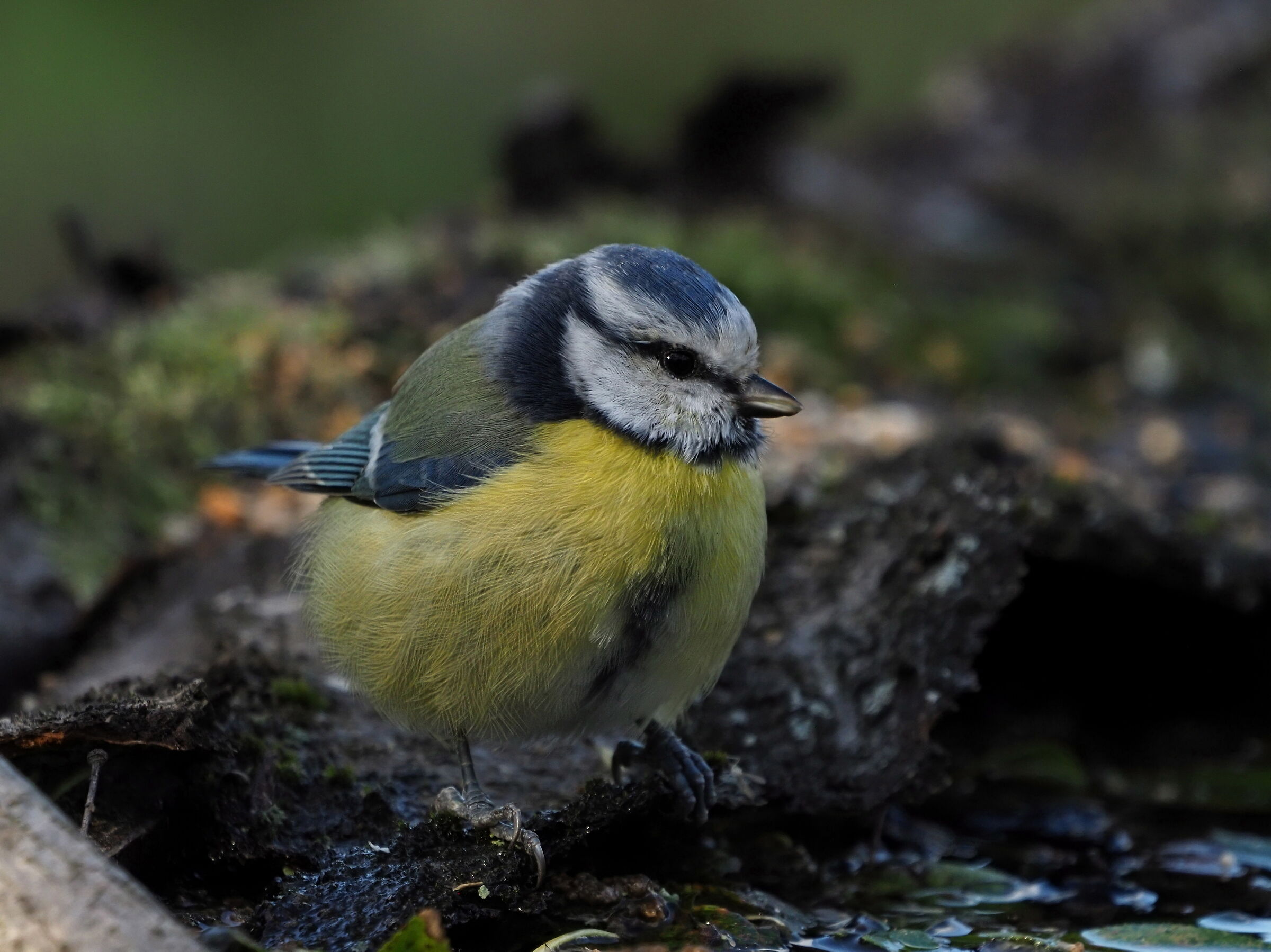 Cinciarella pensierosa