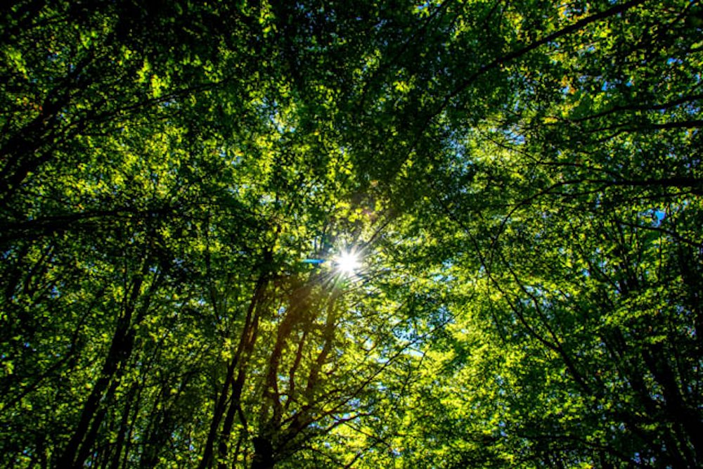 Il sole e la faggeta