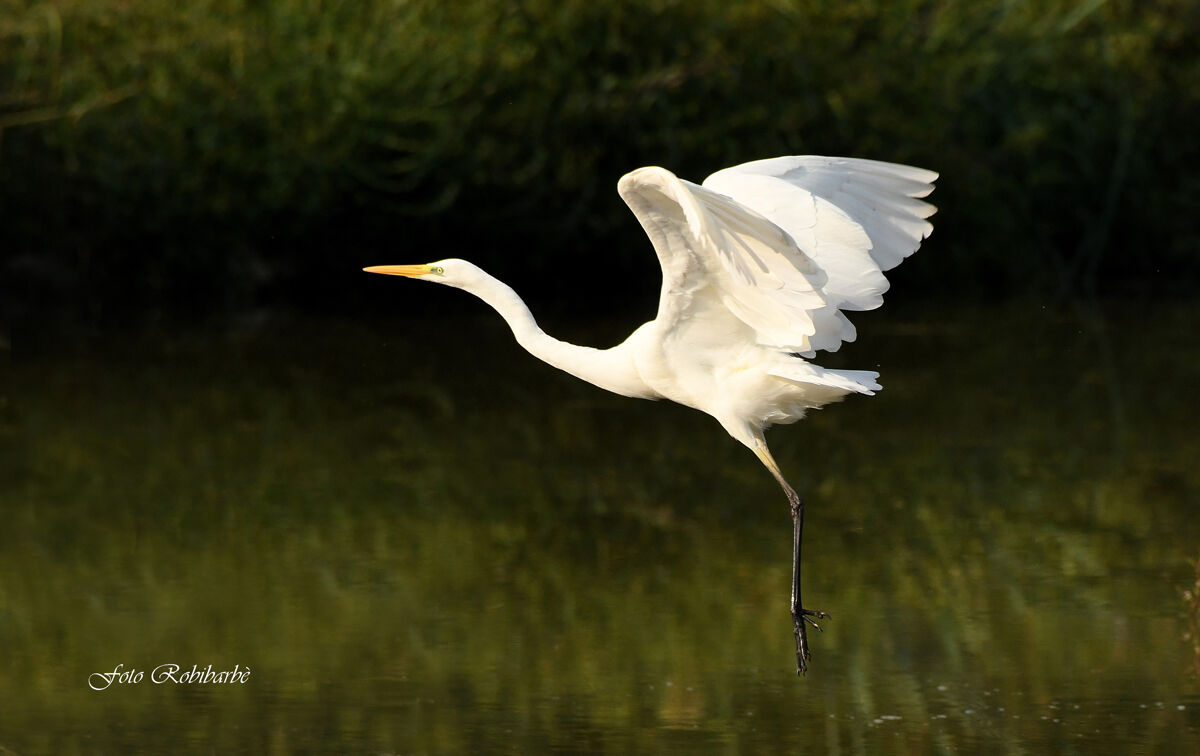Il Bianco in volo...