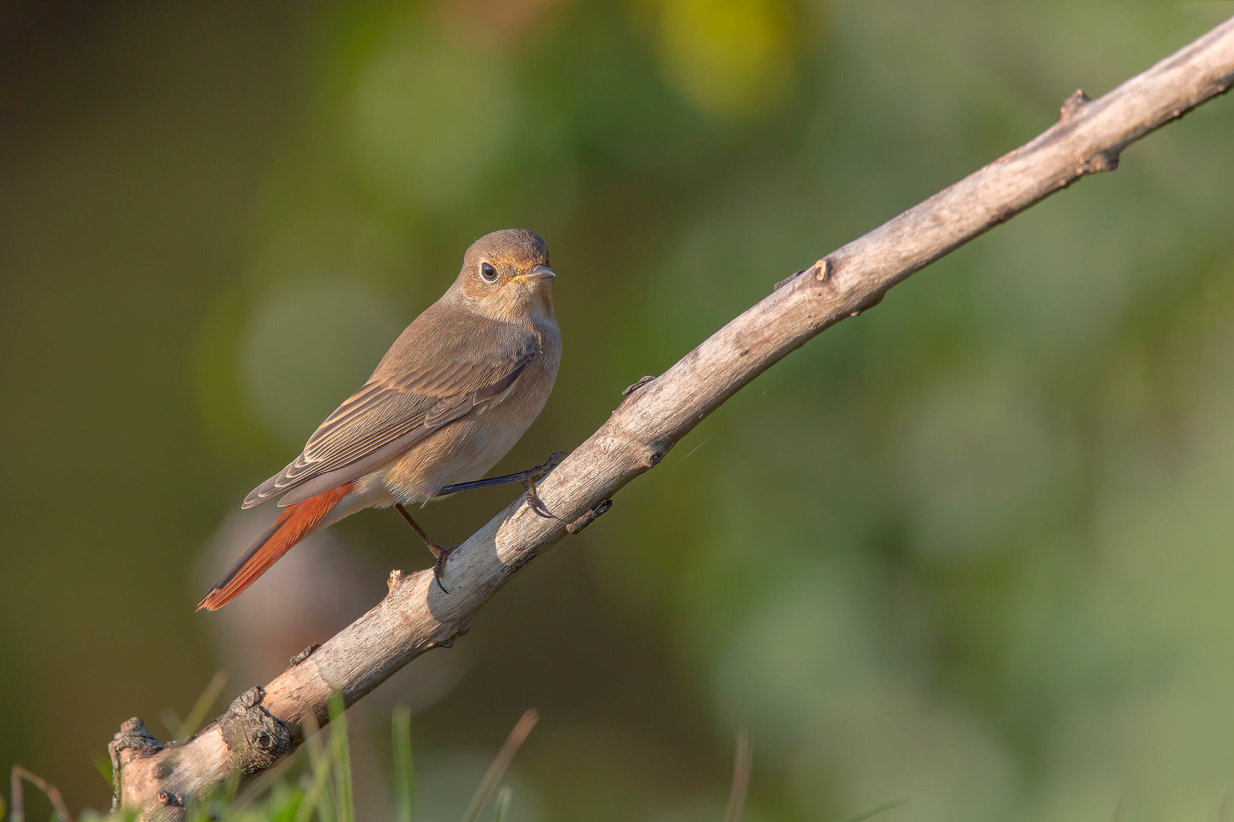Codirosso comune (f)