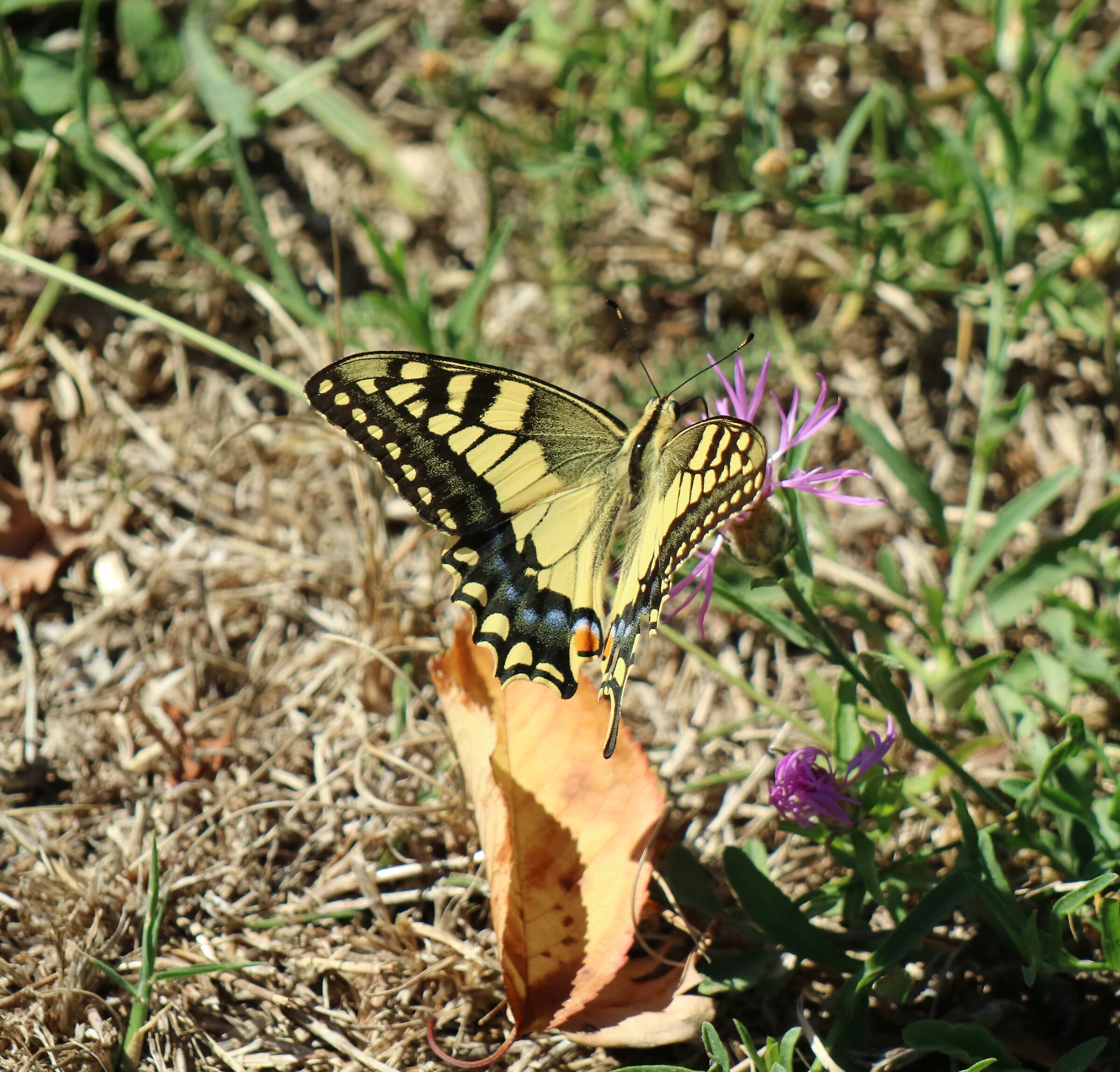 Leaves like flowers. Butterflies pose.