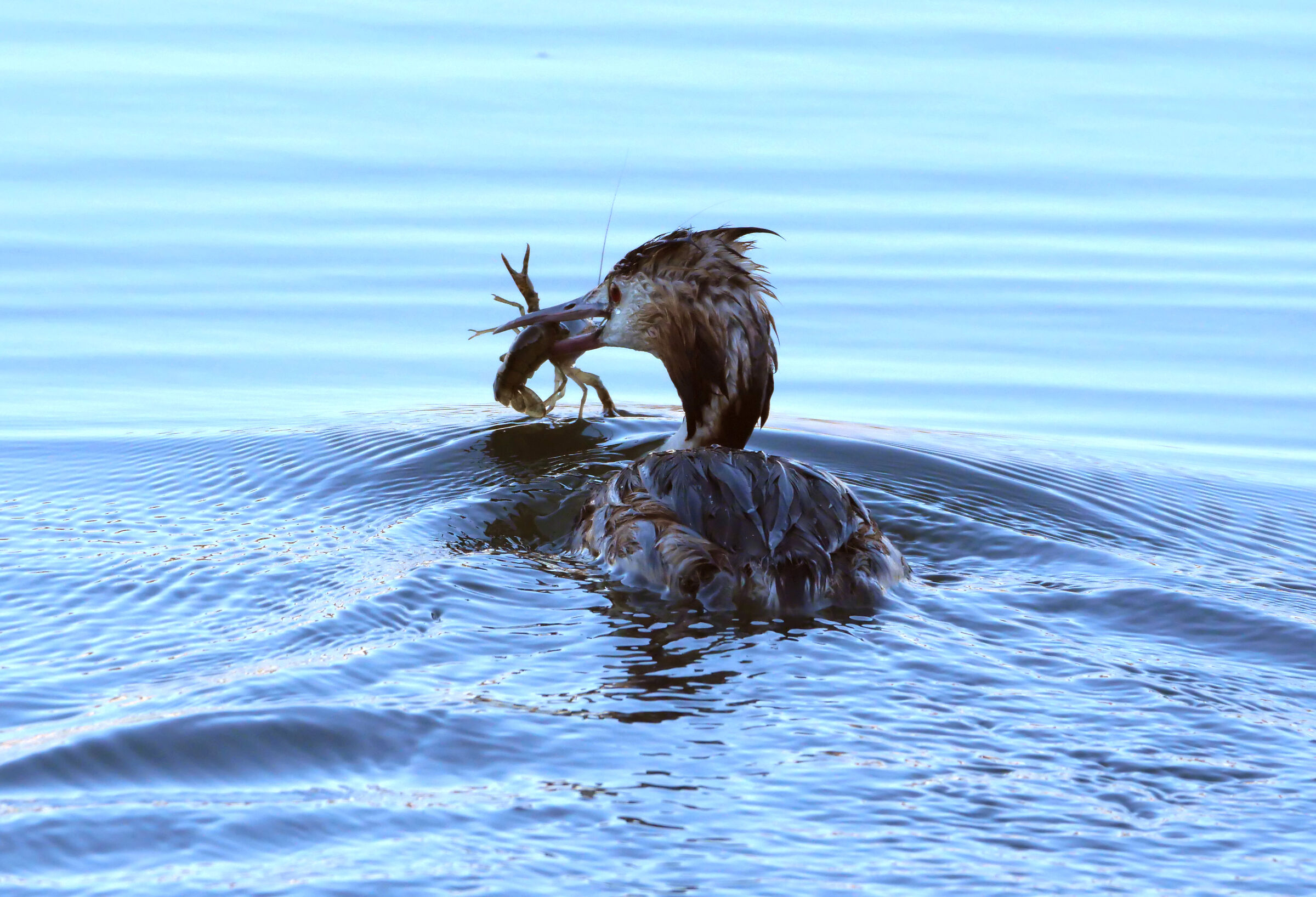 greater swaxing with shrimp