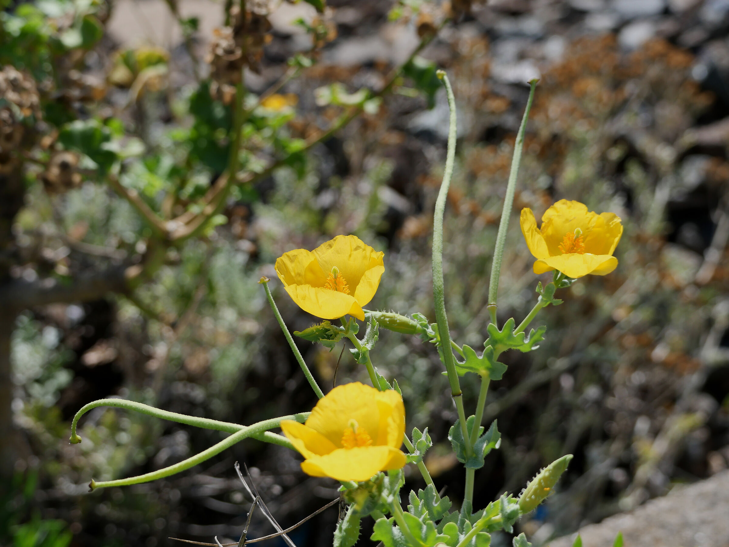 Horned poppy