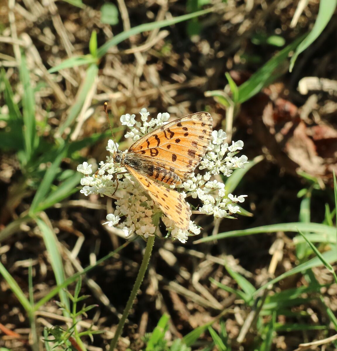 Hieroglyphics drawn on butterfly wings.