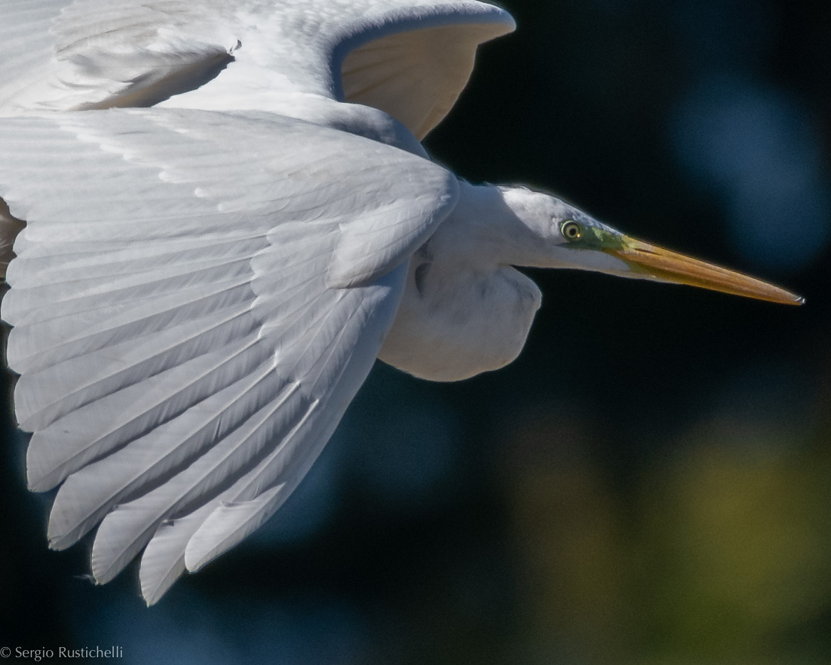 White Heron in flight