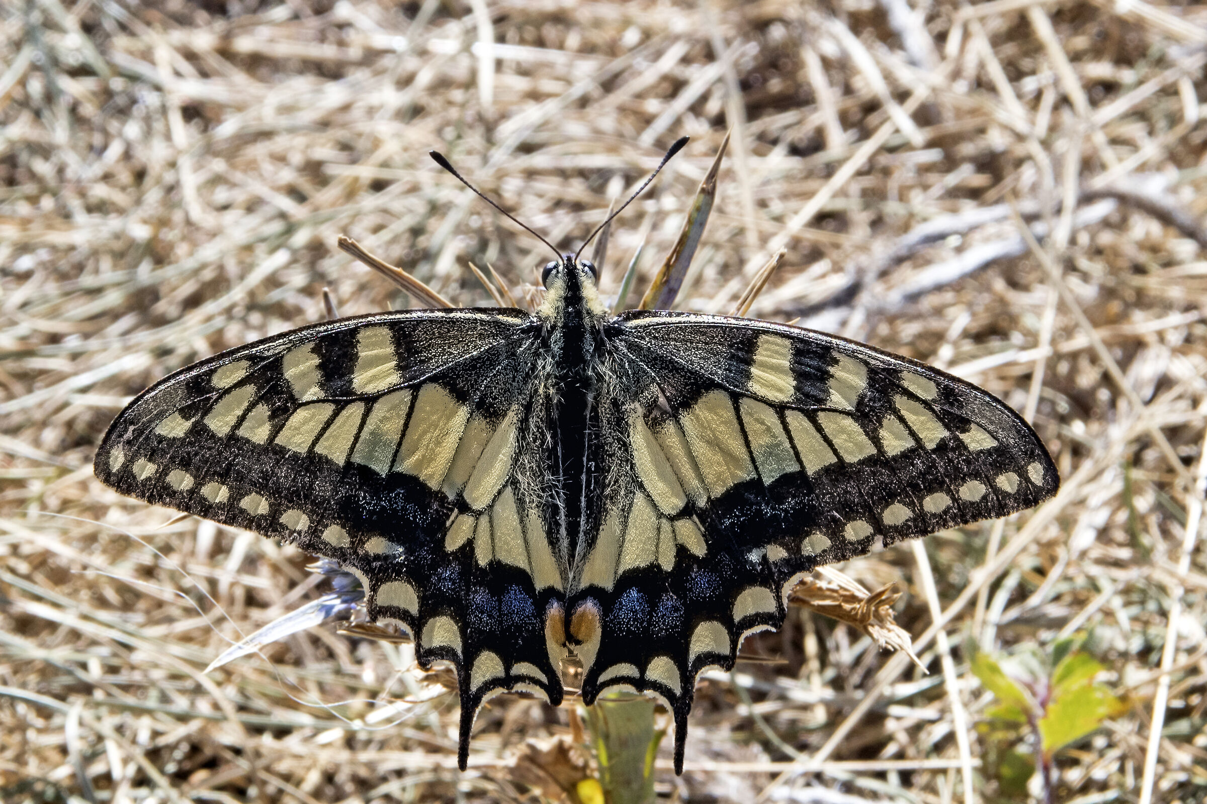 Macaone (Papilio machaon Linnaeus, 1758)