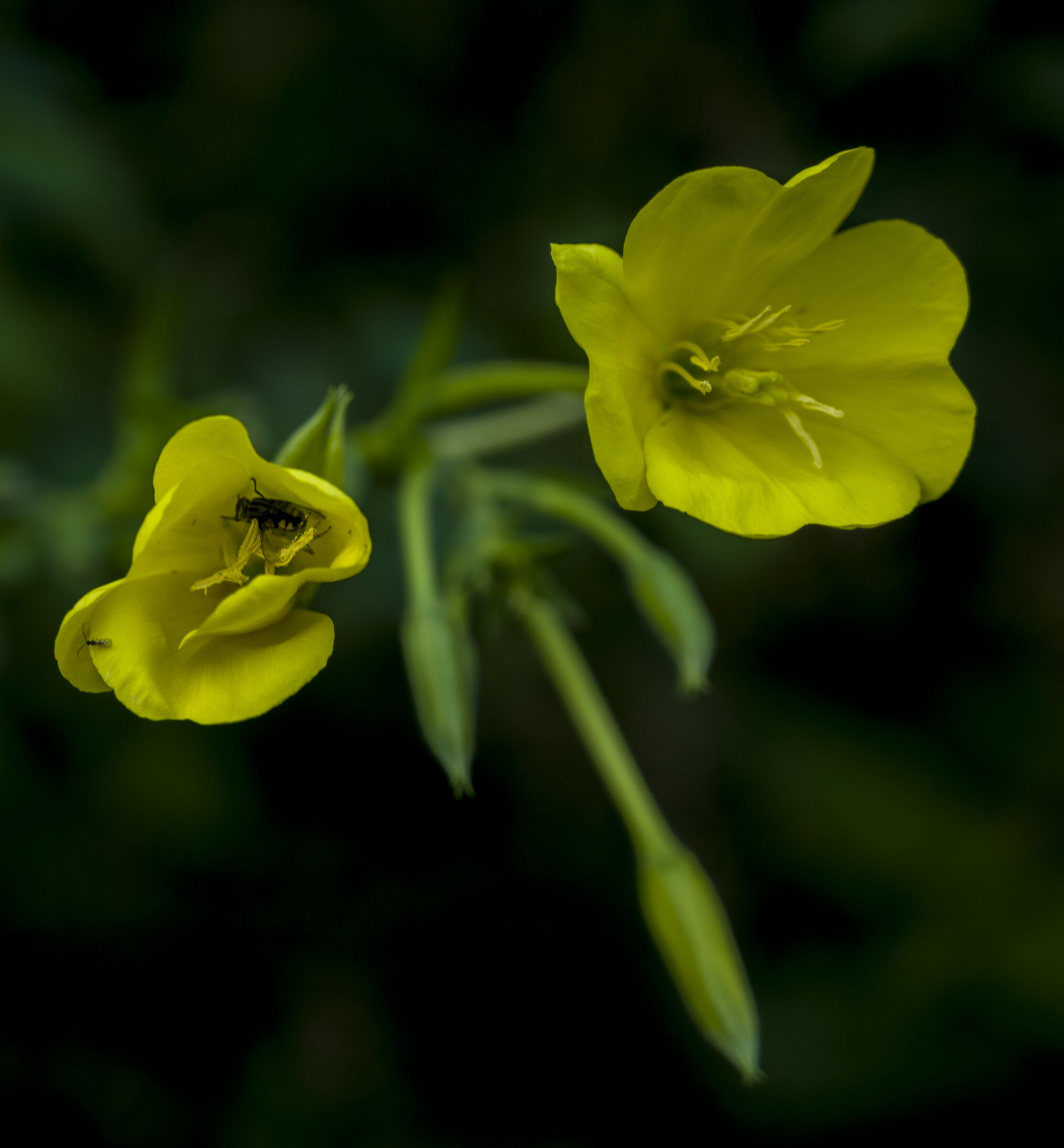 Oenothera (?)