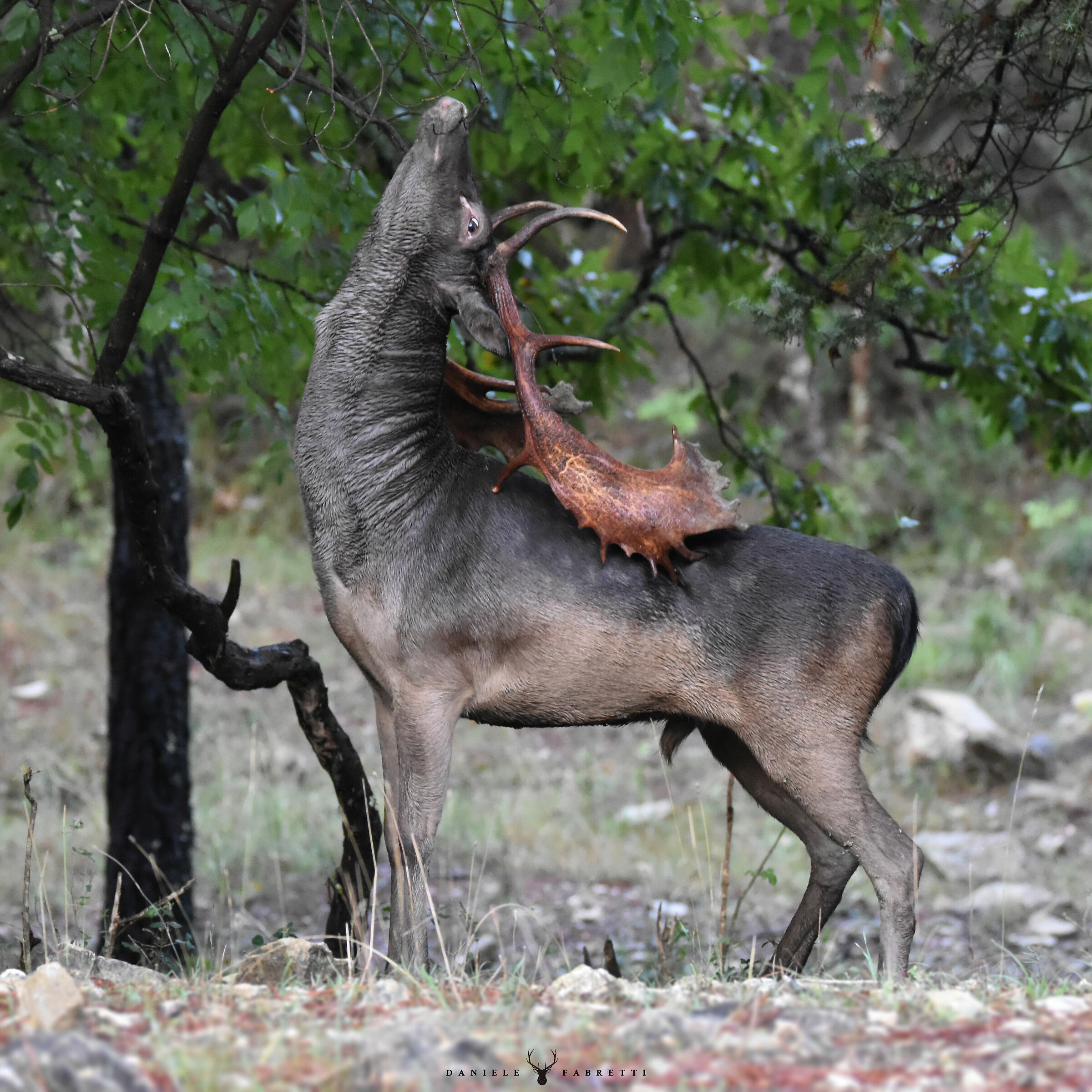 "Melanic daino in the mating season"