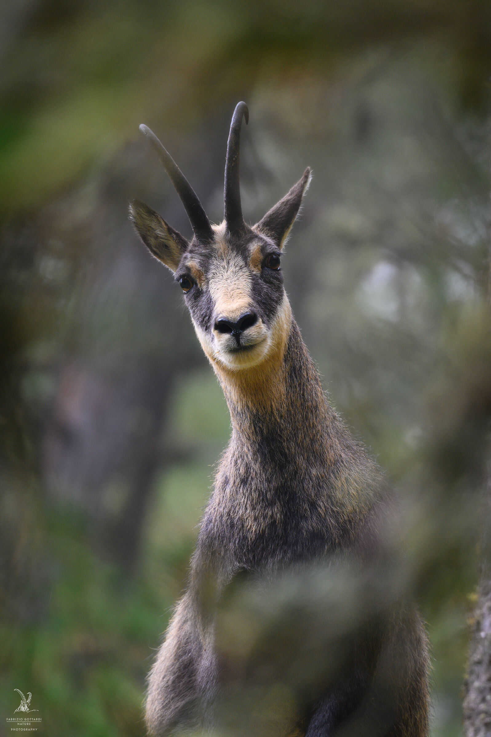 Camoscino in cornice