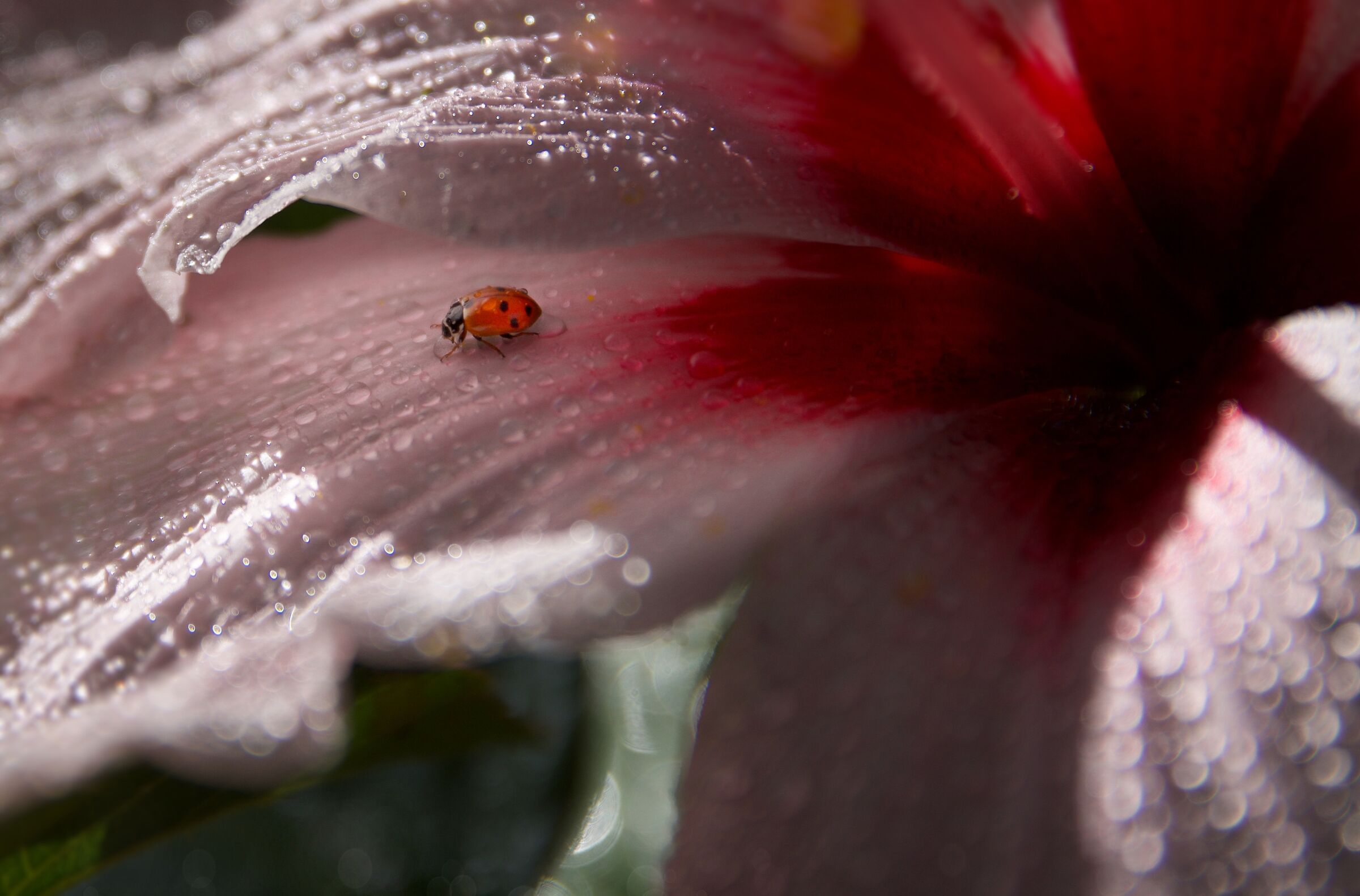 Al riparo sotto un petalo