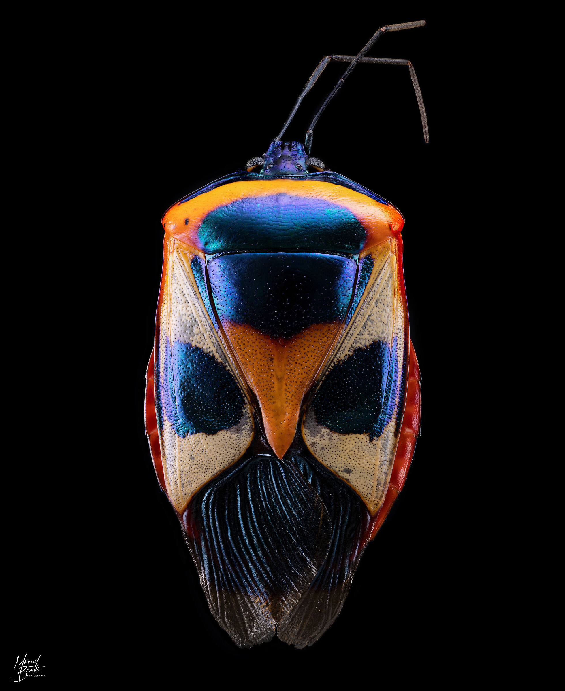Catacanthus nigripes