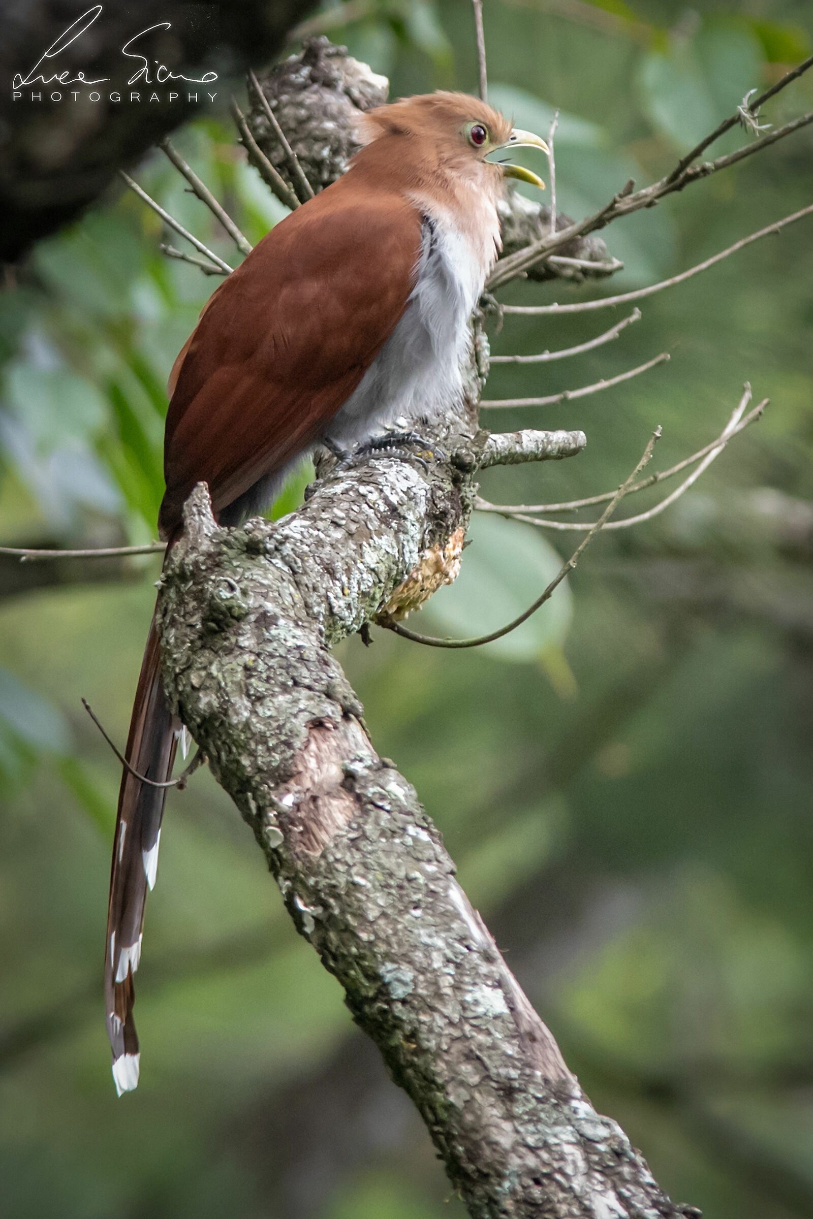 Piaya cayana or Squirrel Cuckoo