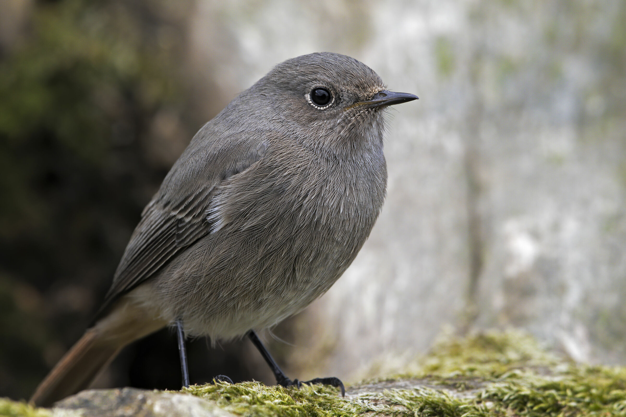 Codirosso prova di scatto