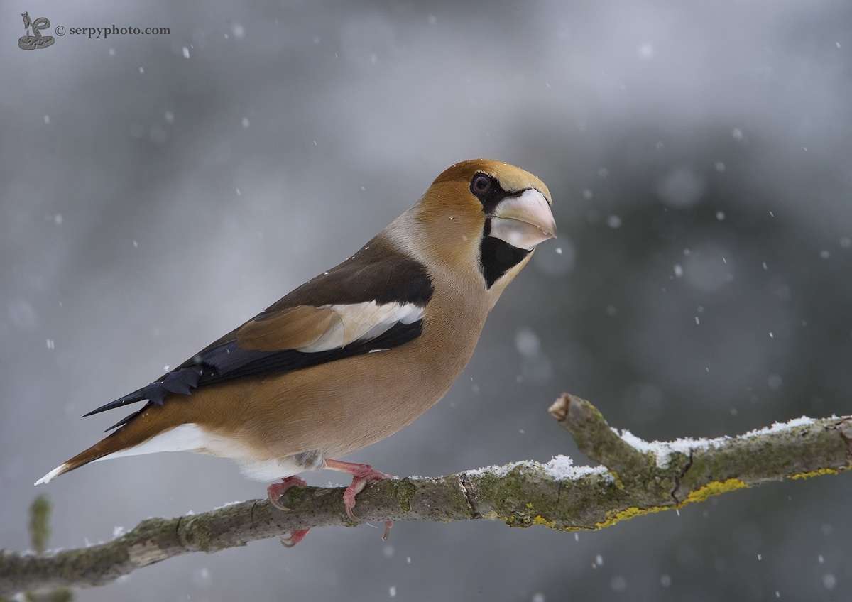 Il frosone e la neve