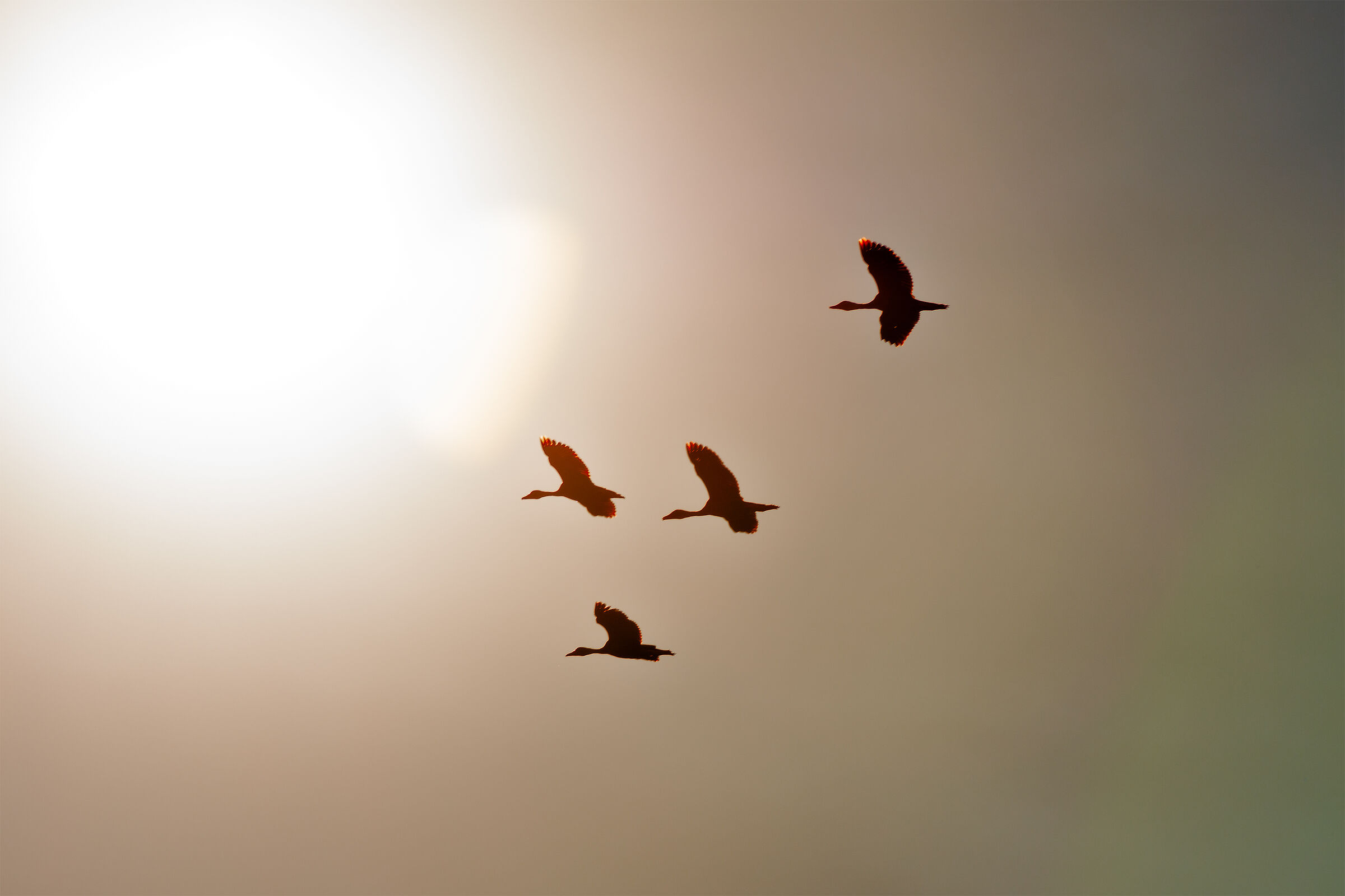 Volando verso il sole