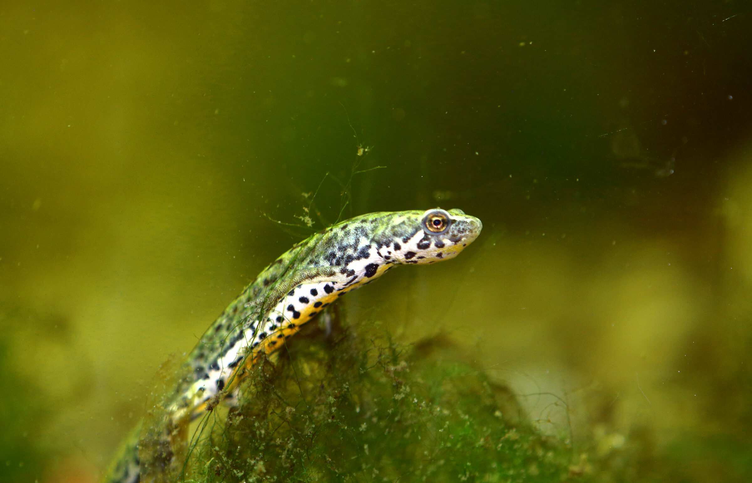 Lissotriton italicus