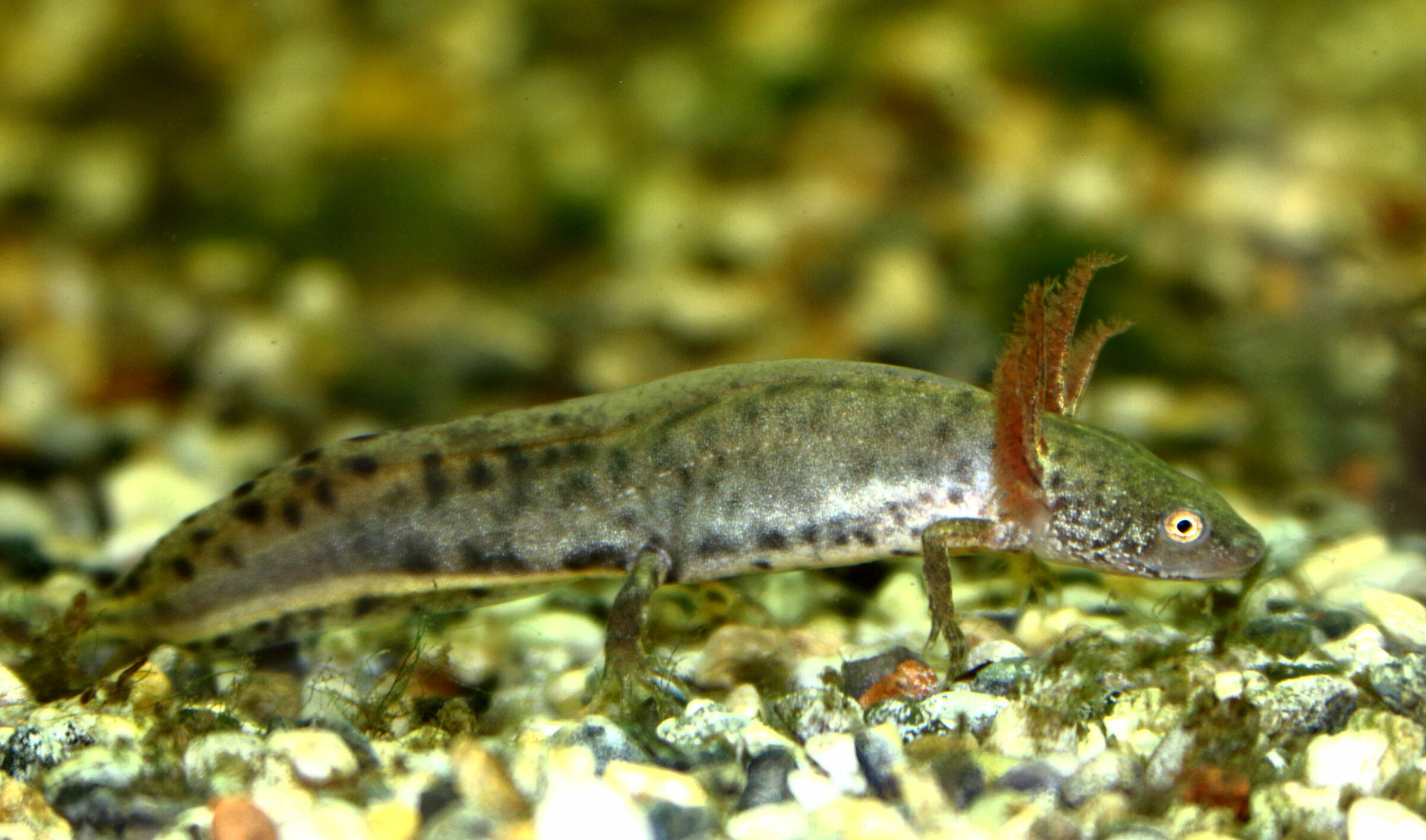Carnifex triturus