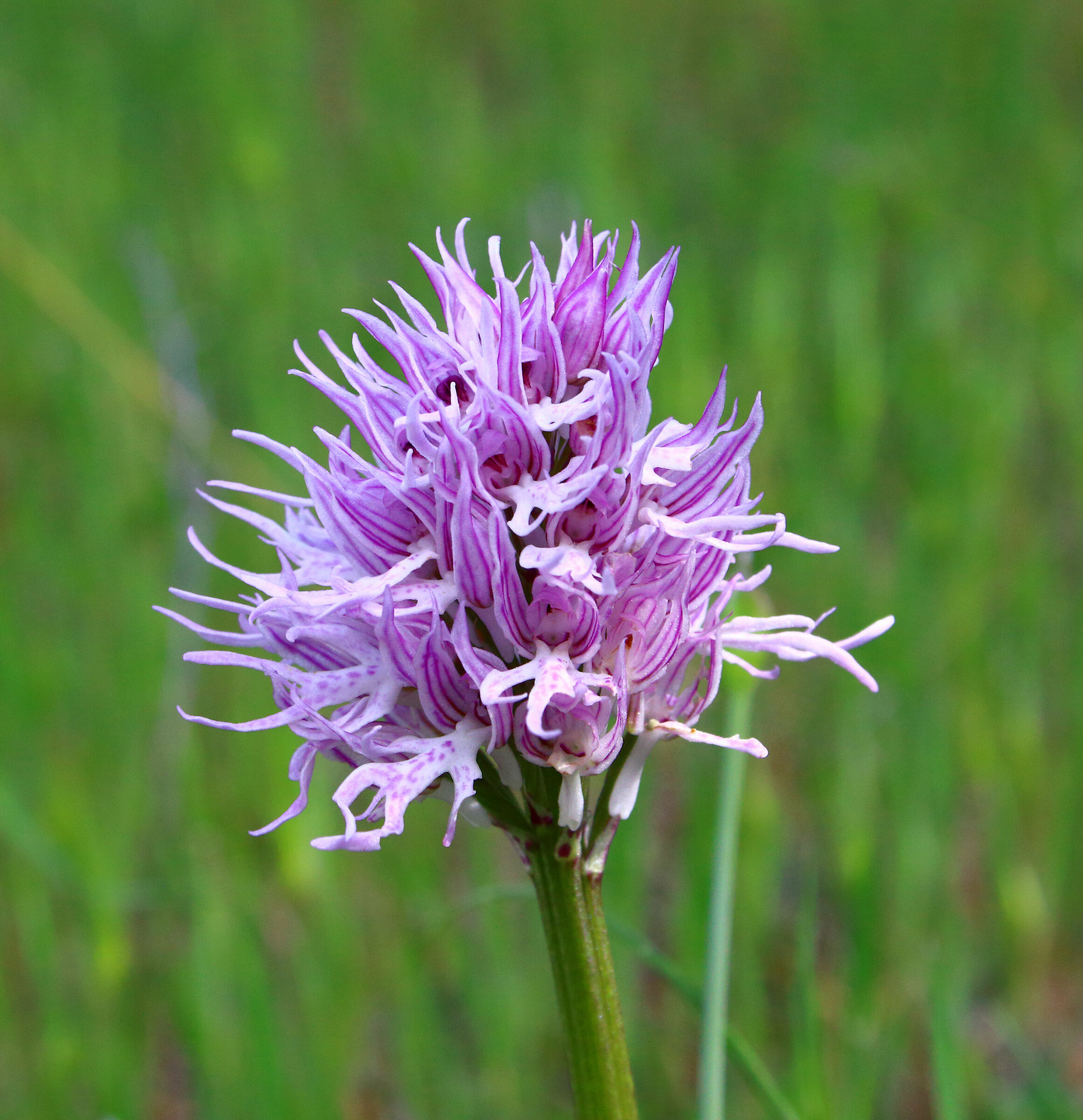 Orchis Italica