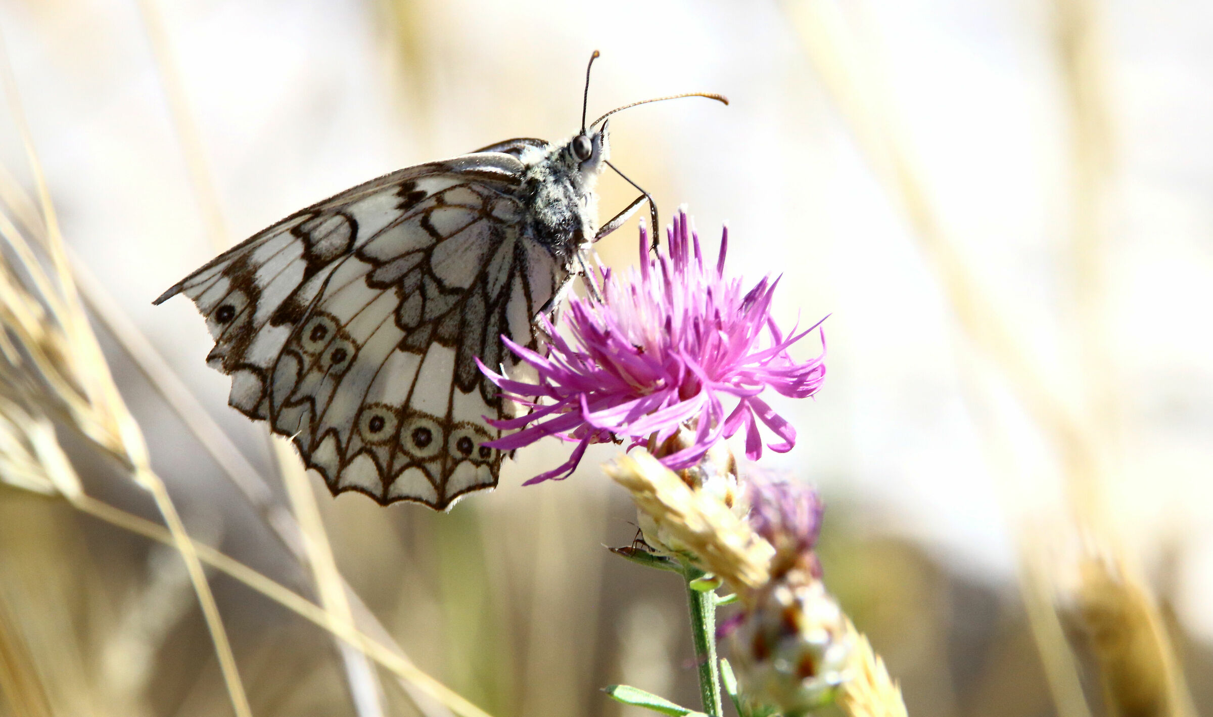 Russian Melanargia