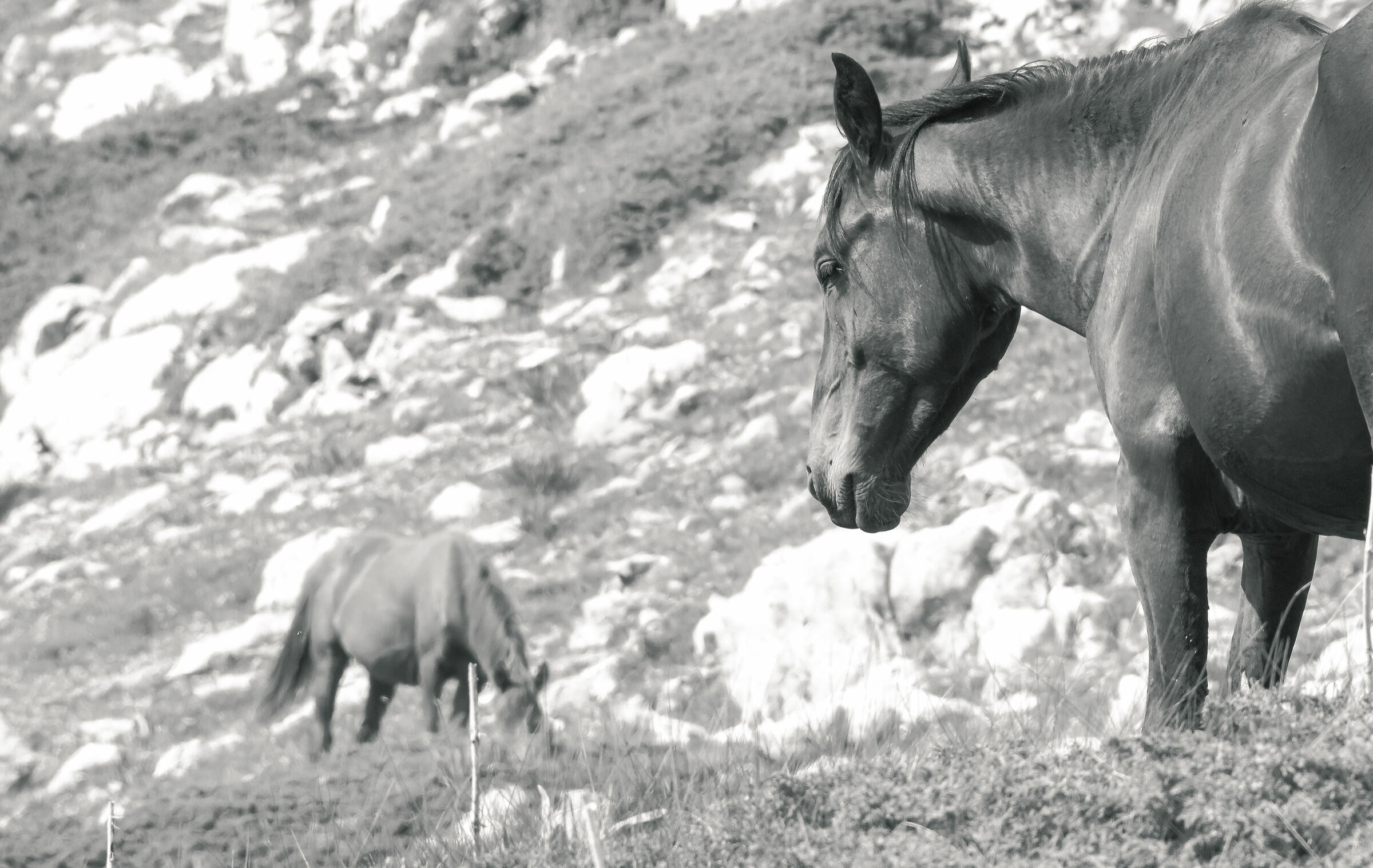Horses on the pollen