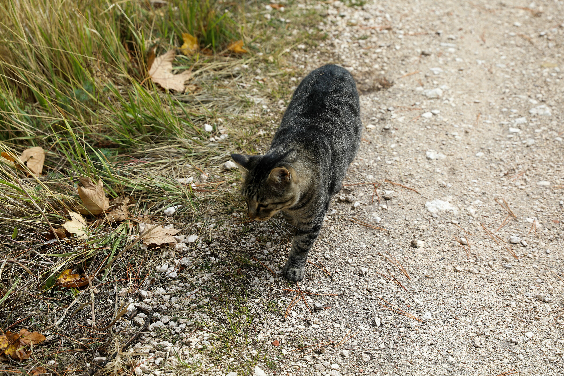 Micetto a Rocca Calascio